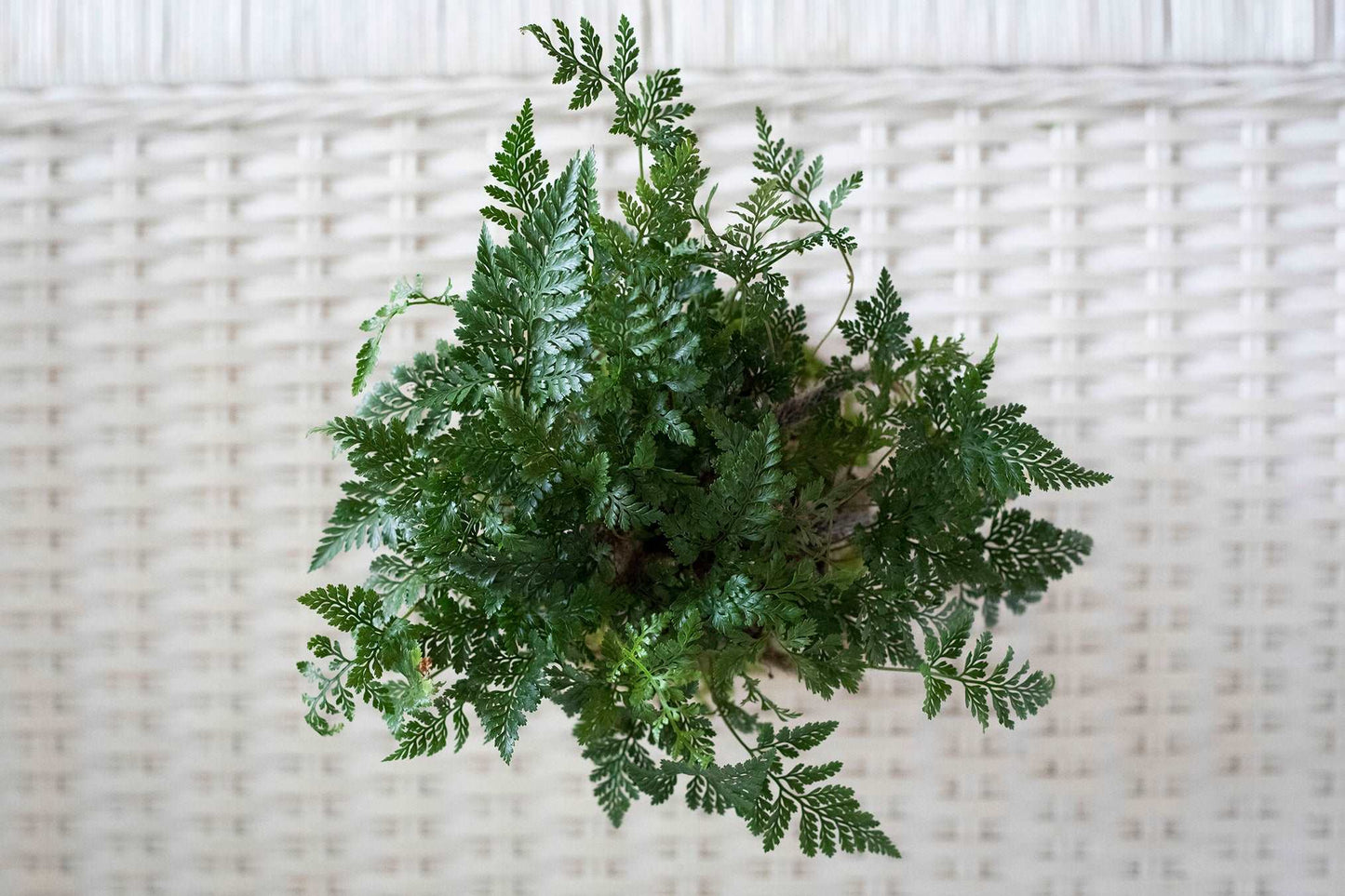 Rabbits Foot Fern Kokedama