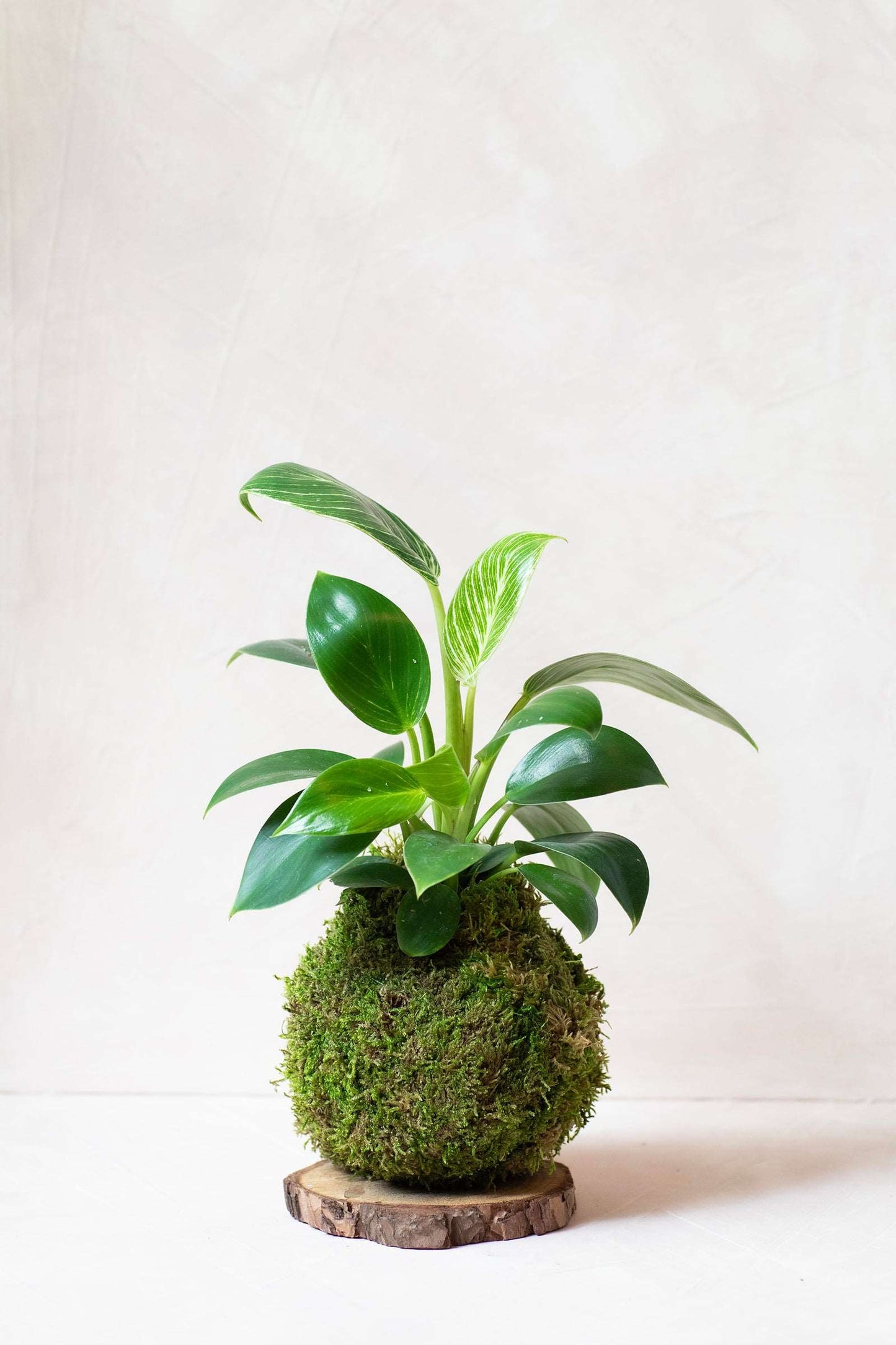 Kokedama Display Dish