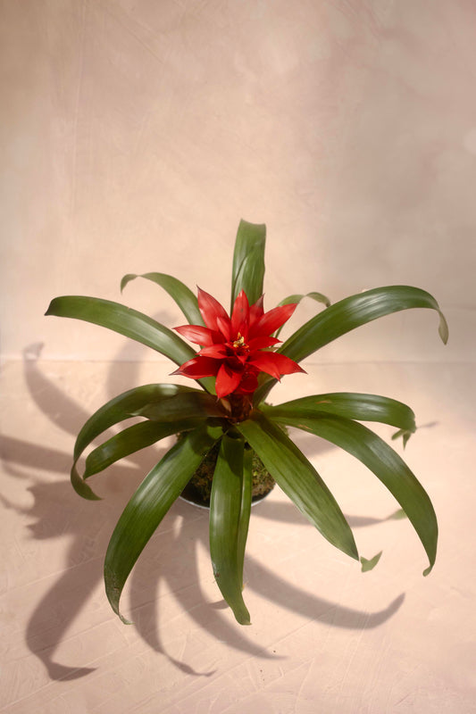 Bromeliad Kokedama