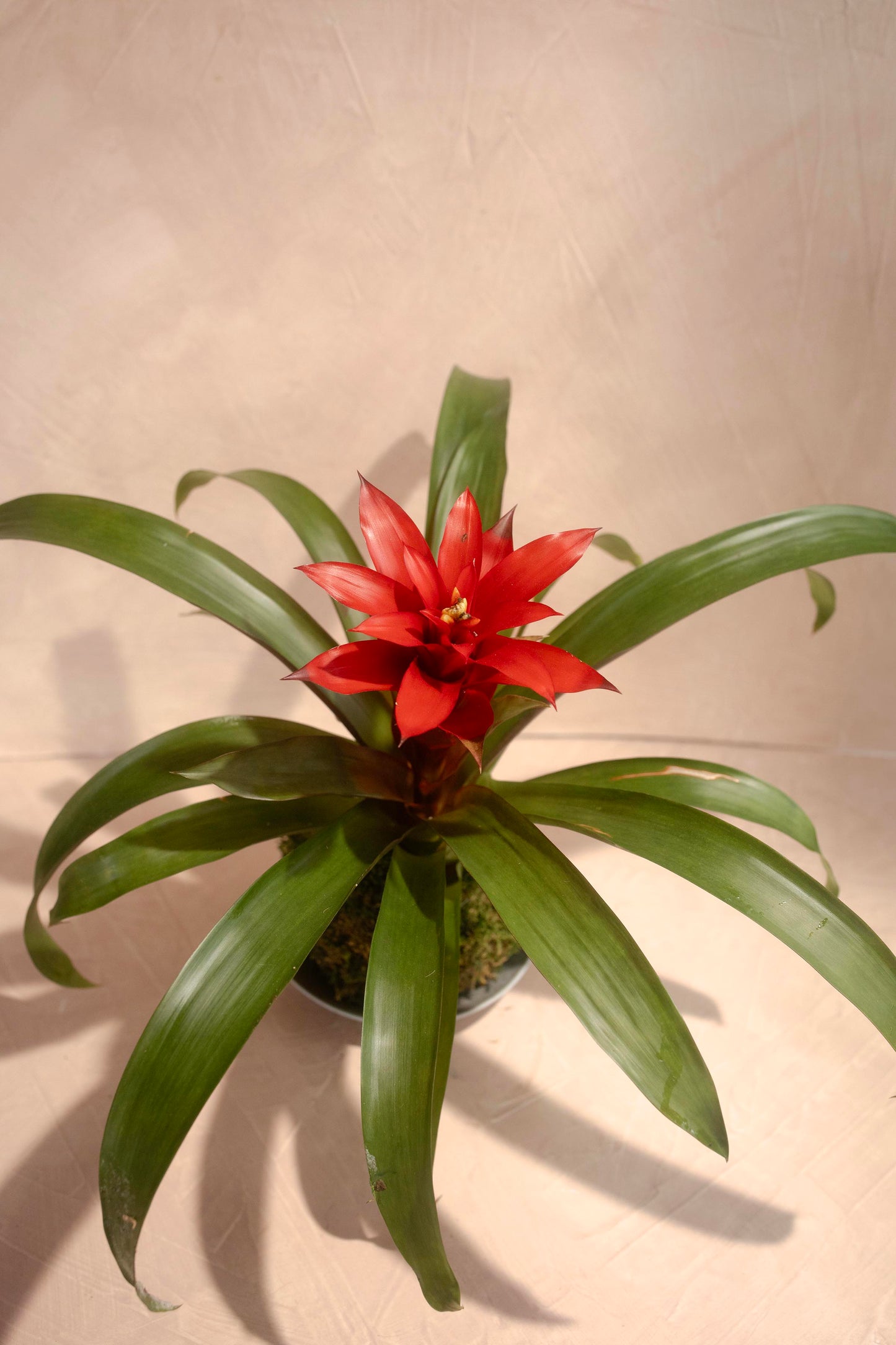 Bromeliad Kokedama