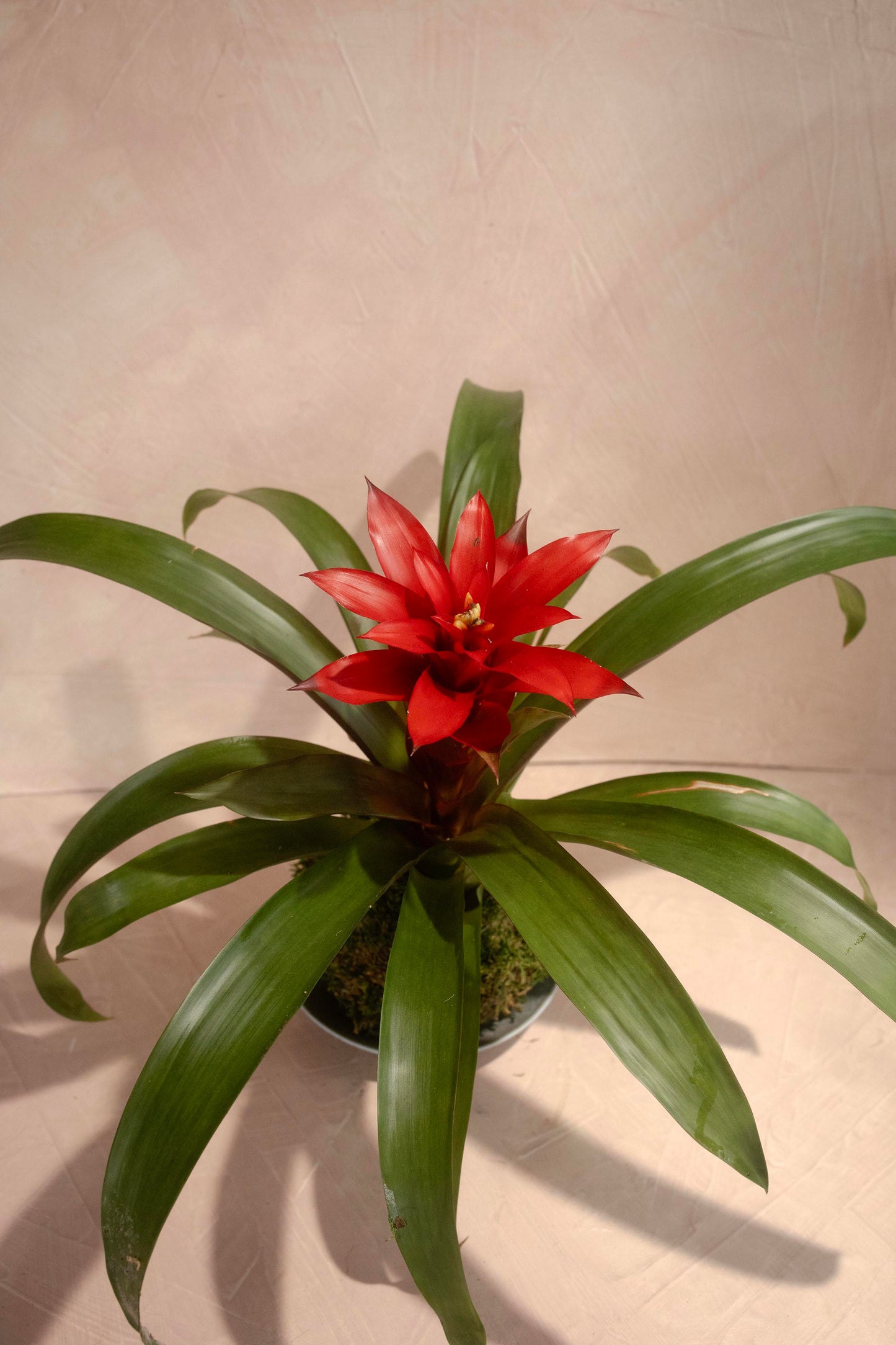 Bromeliad Kokedama