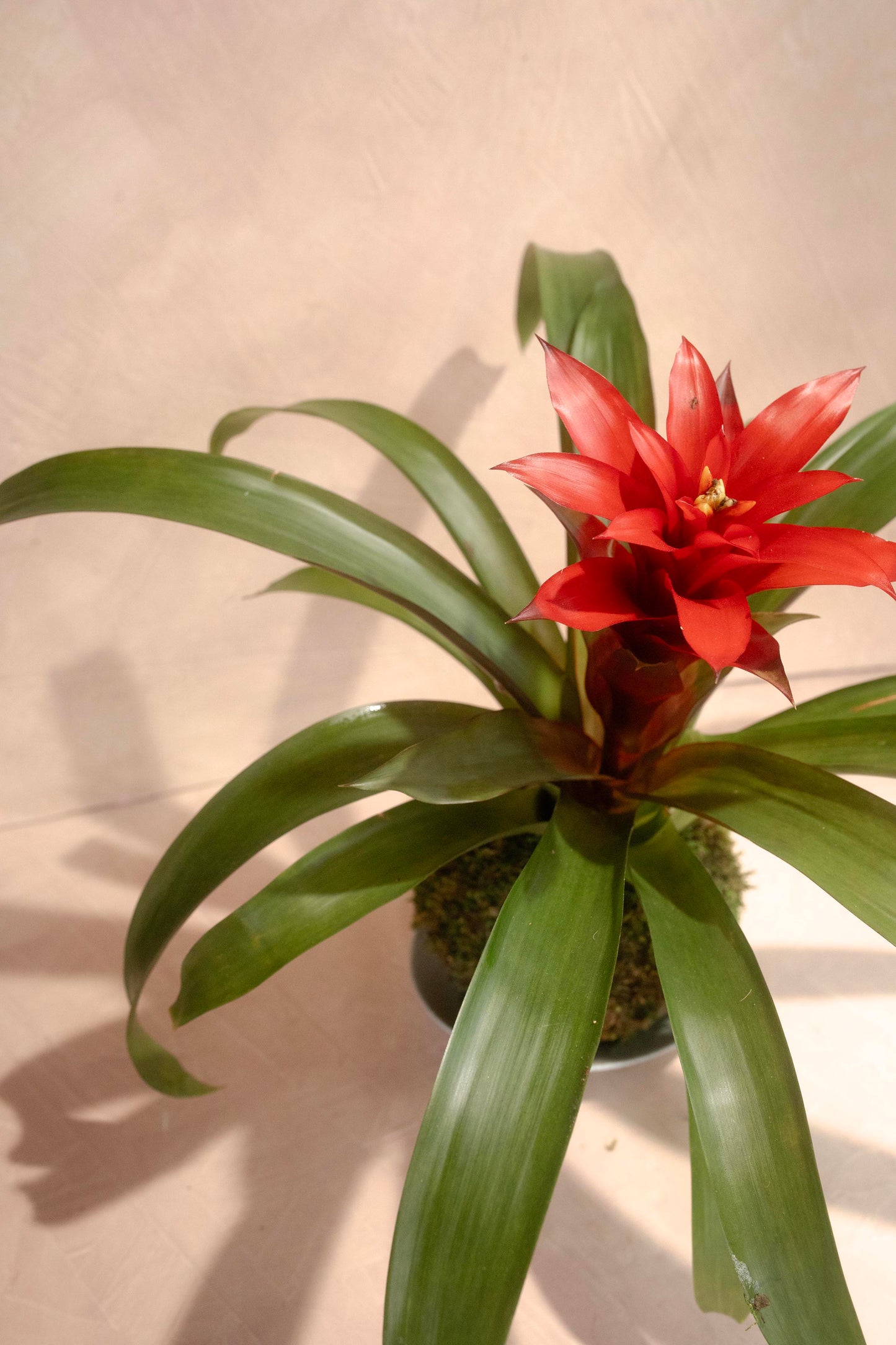 Bromeliad Kokedama