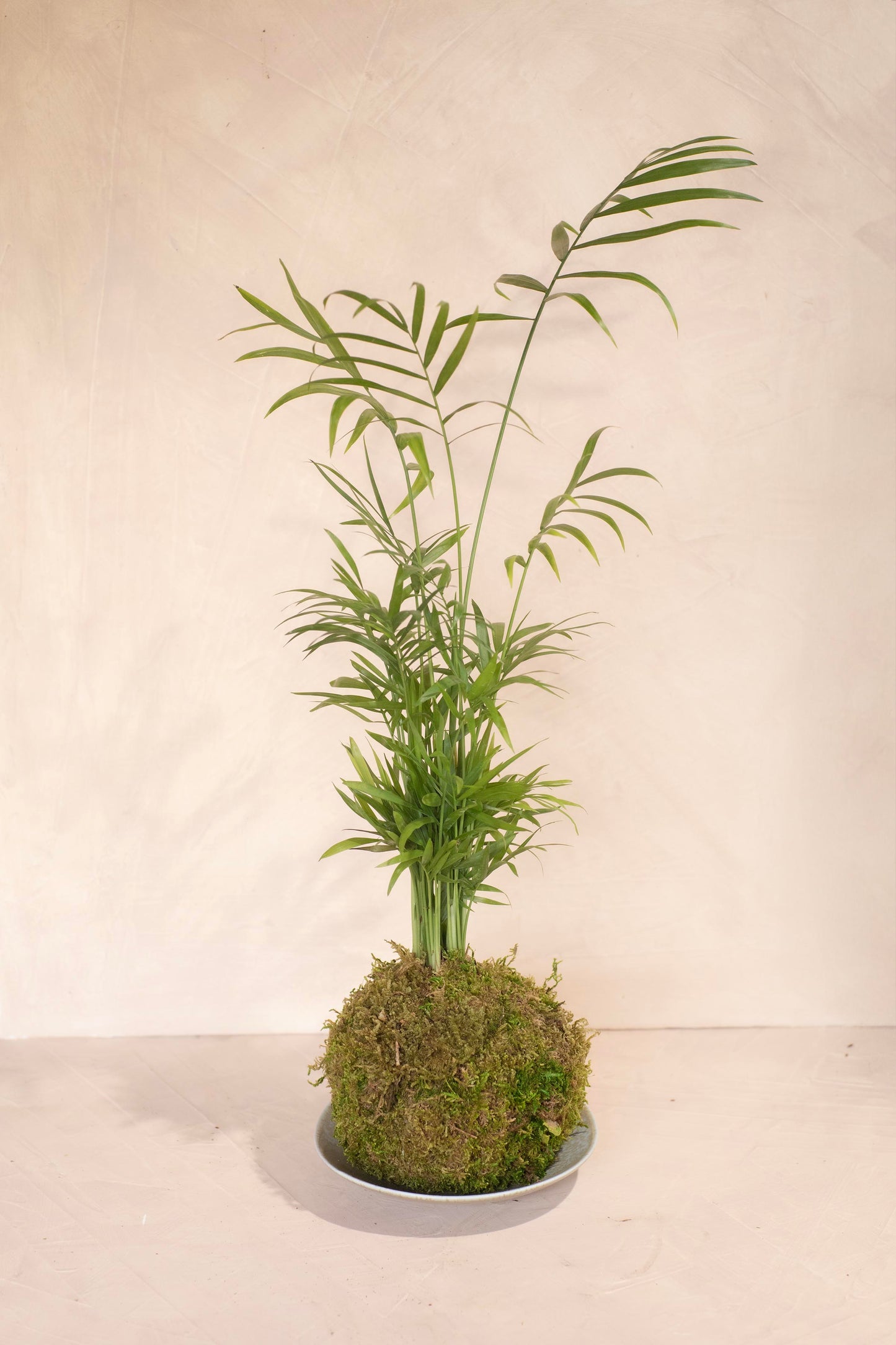 Parlor Palm Kokedama