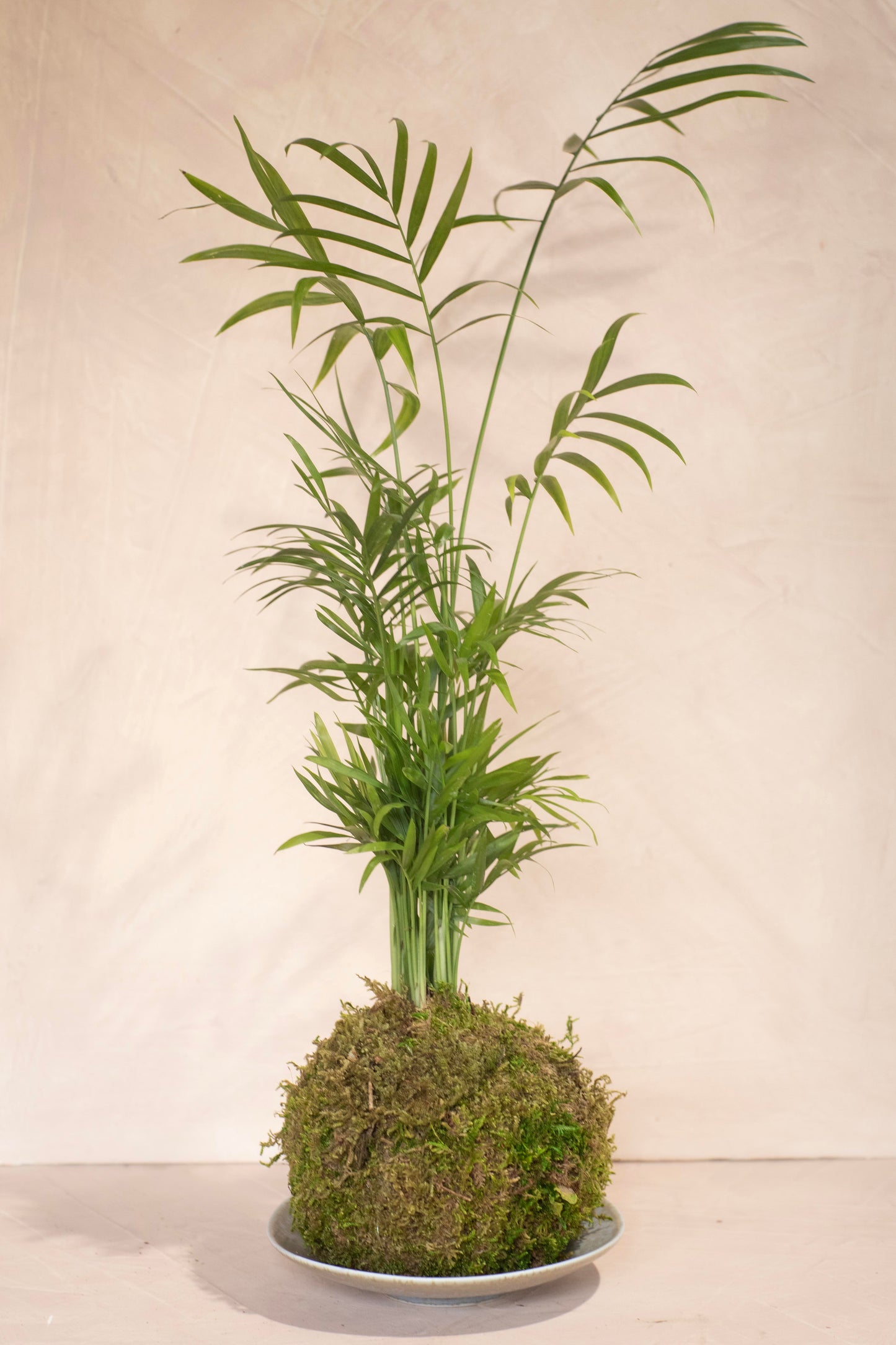 Parlor Palm Kokedama