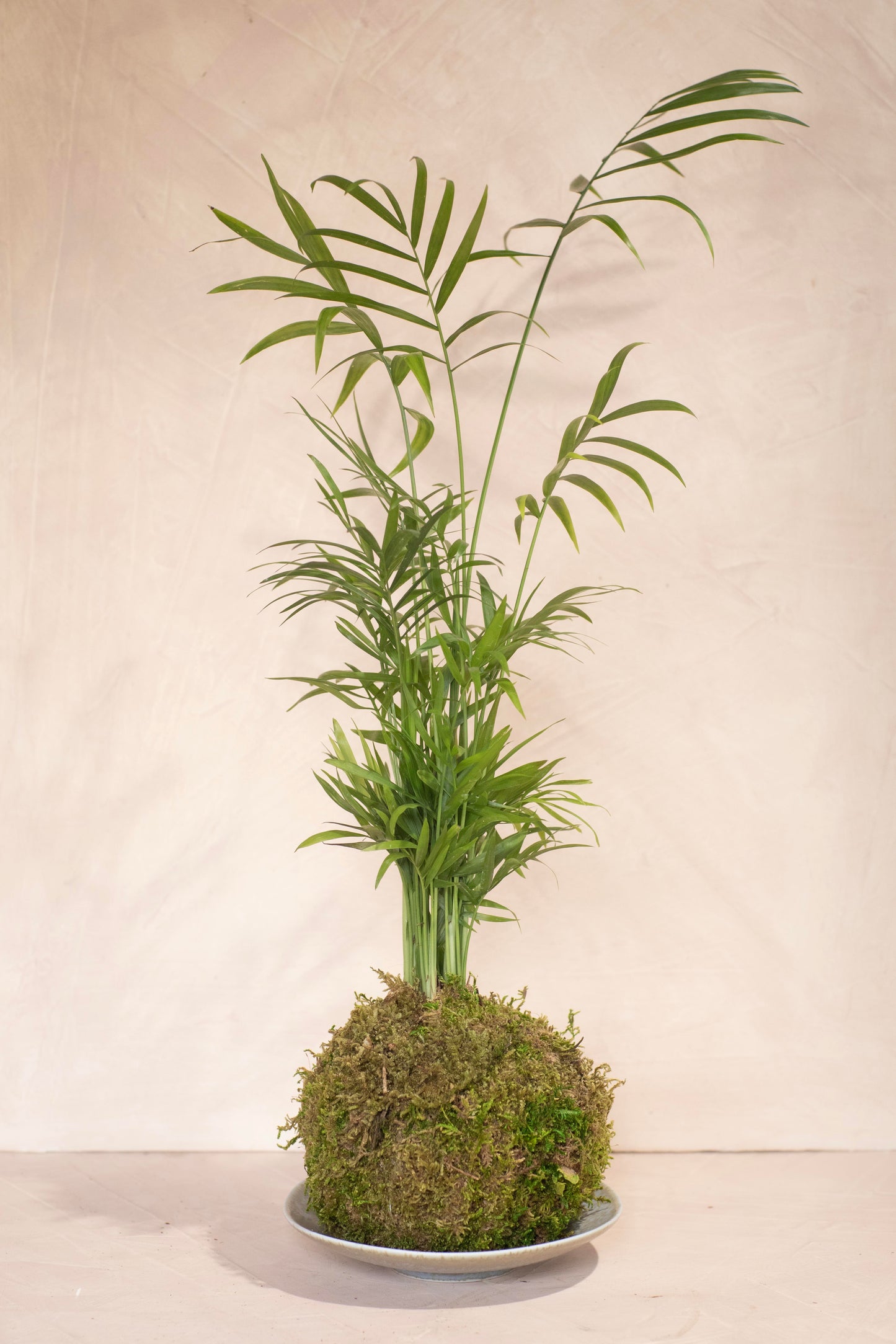 Parlor Palm Kokedama