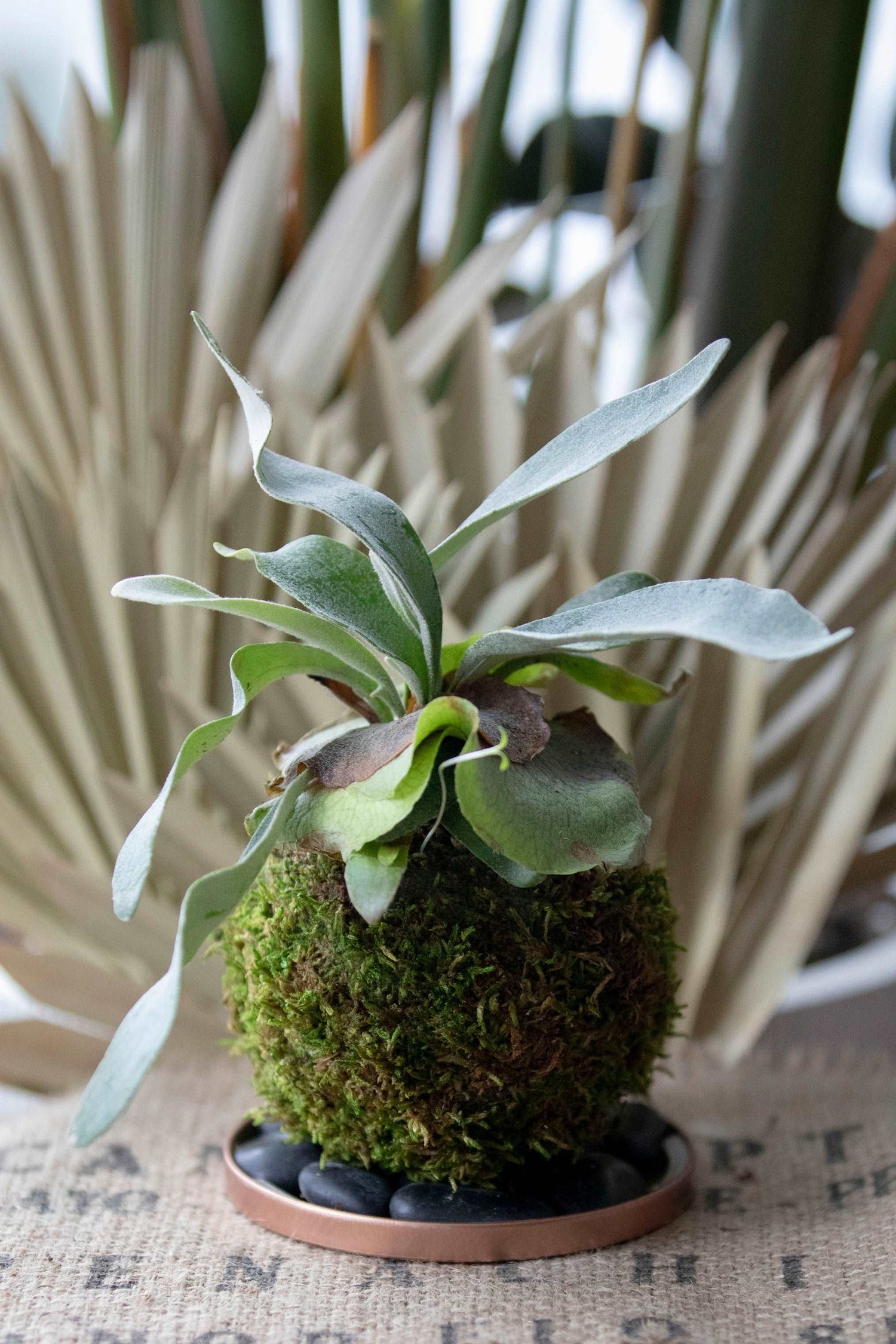 Staghorn Fern Kokedama