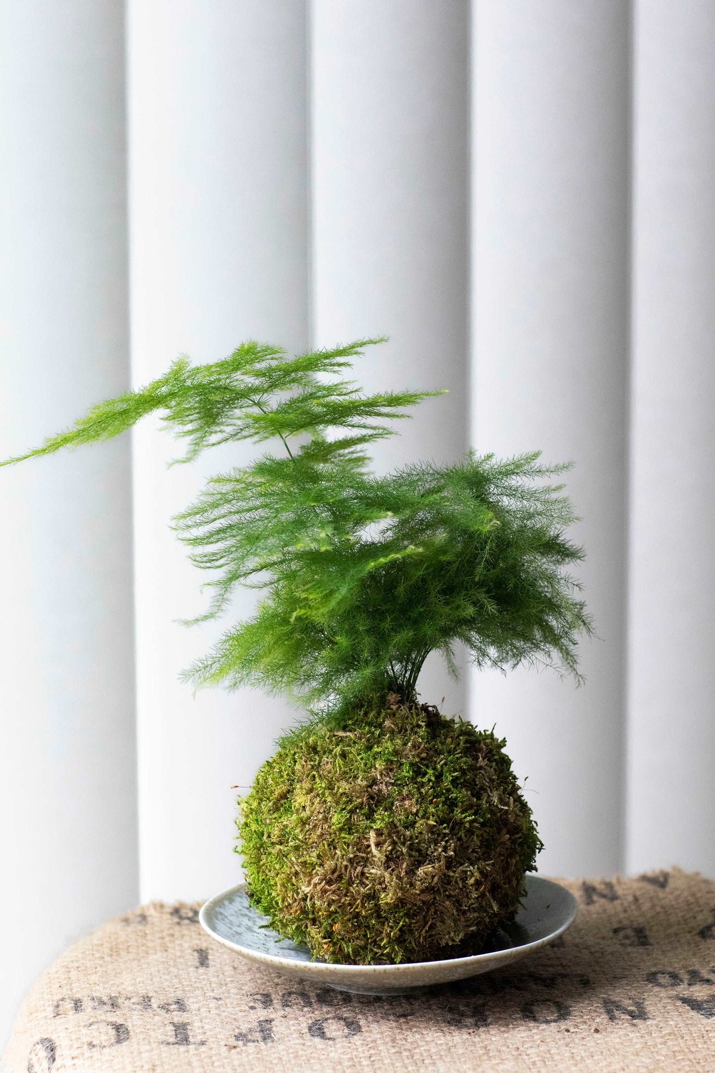 Asparagus Fern Plumosa Kokedama