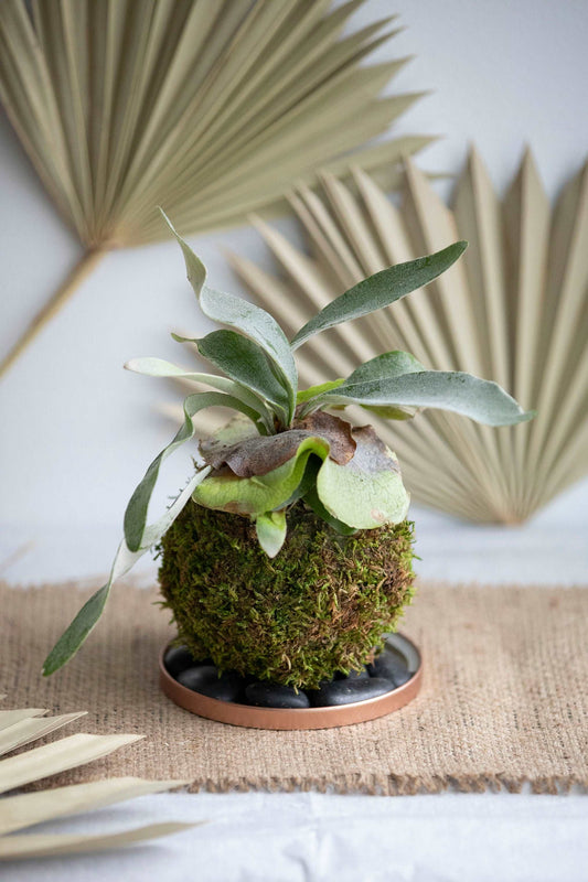 Staghorn Fern Kokedama