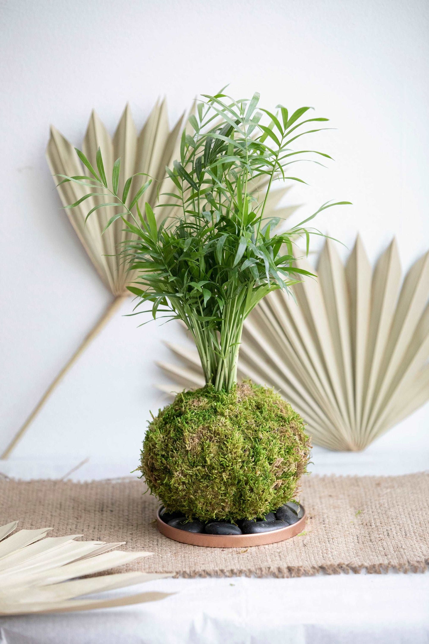 Parlor Palm Kokedama