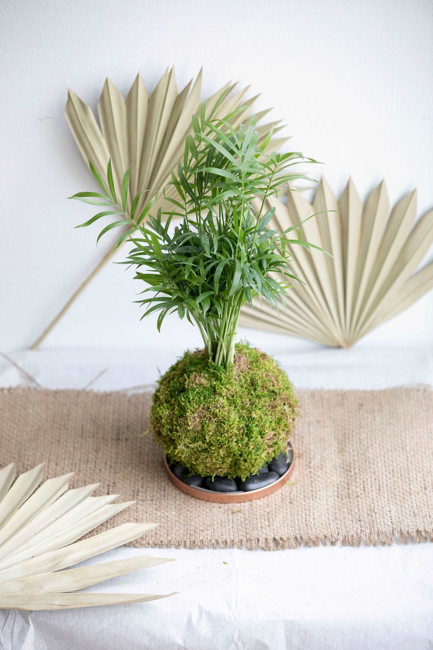 Parlor Palm Kokedama