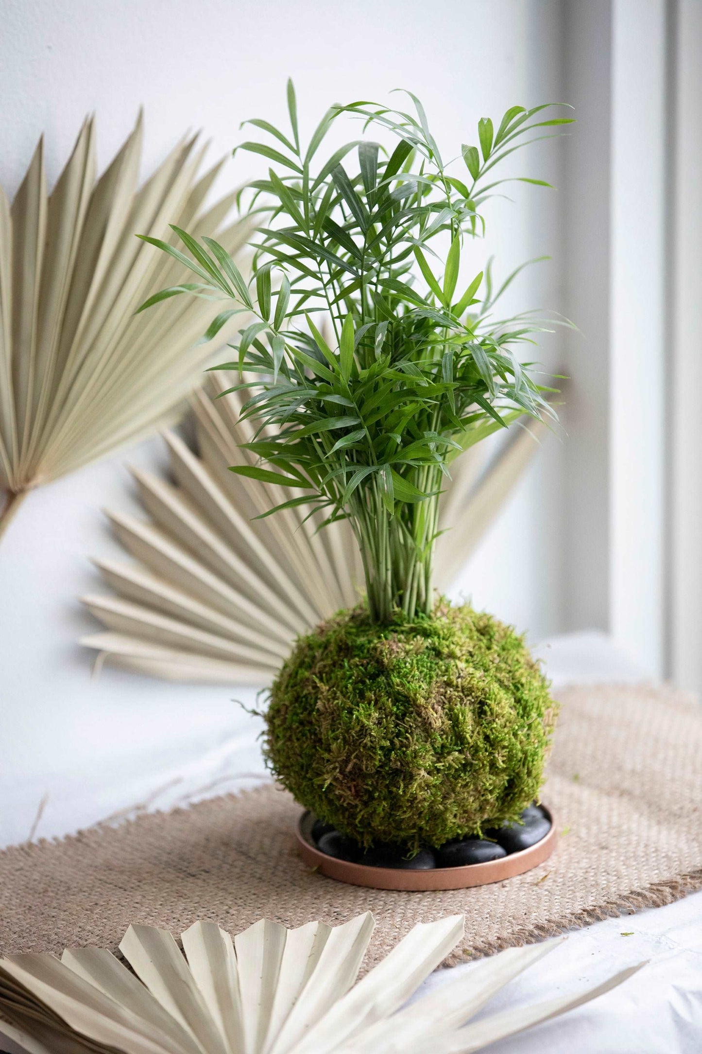 Parlor Palm Kokedama