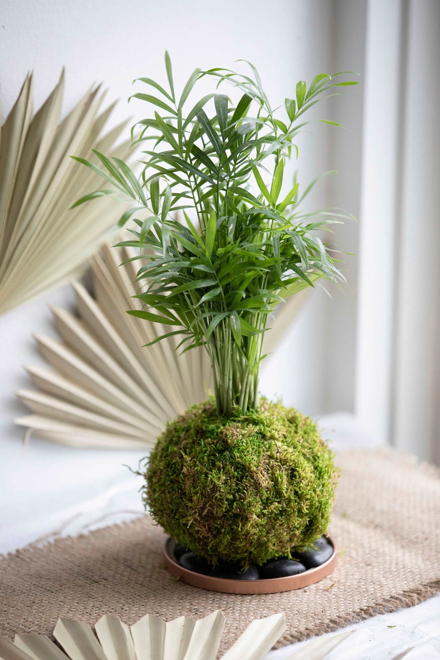 Parlor Palm Kokedama