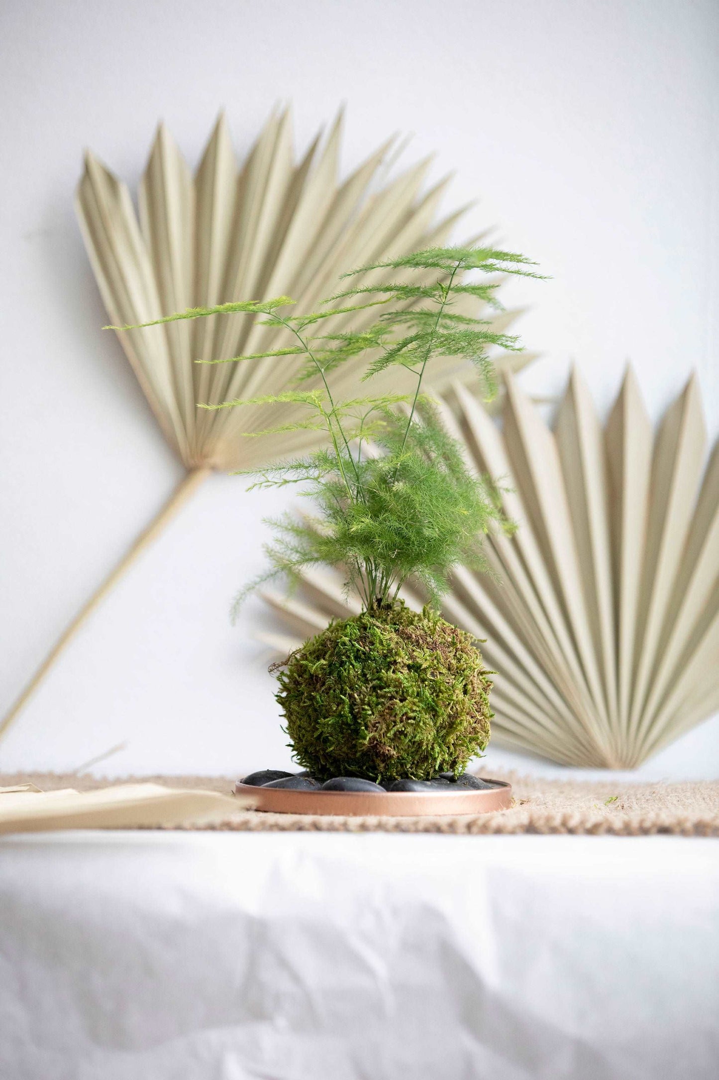 Asparagus Fern Plumosa Kokedama