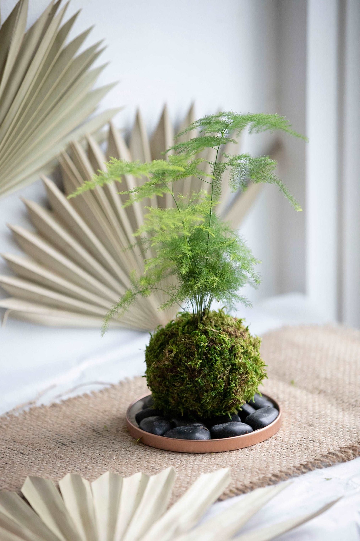 Asparagus Fern Plumosa Kokedama