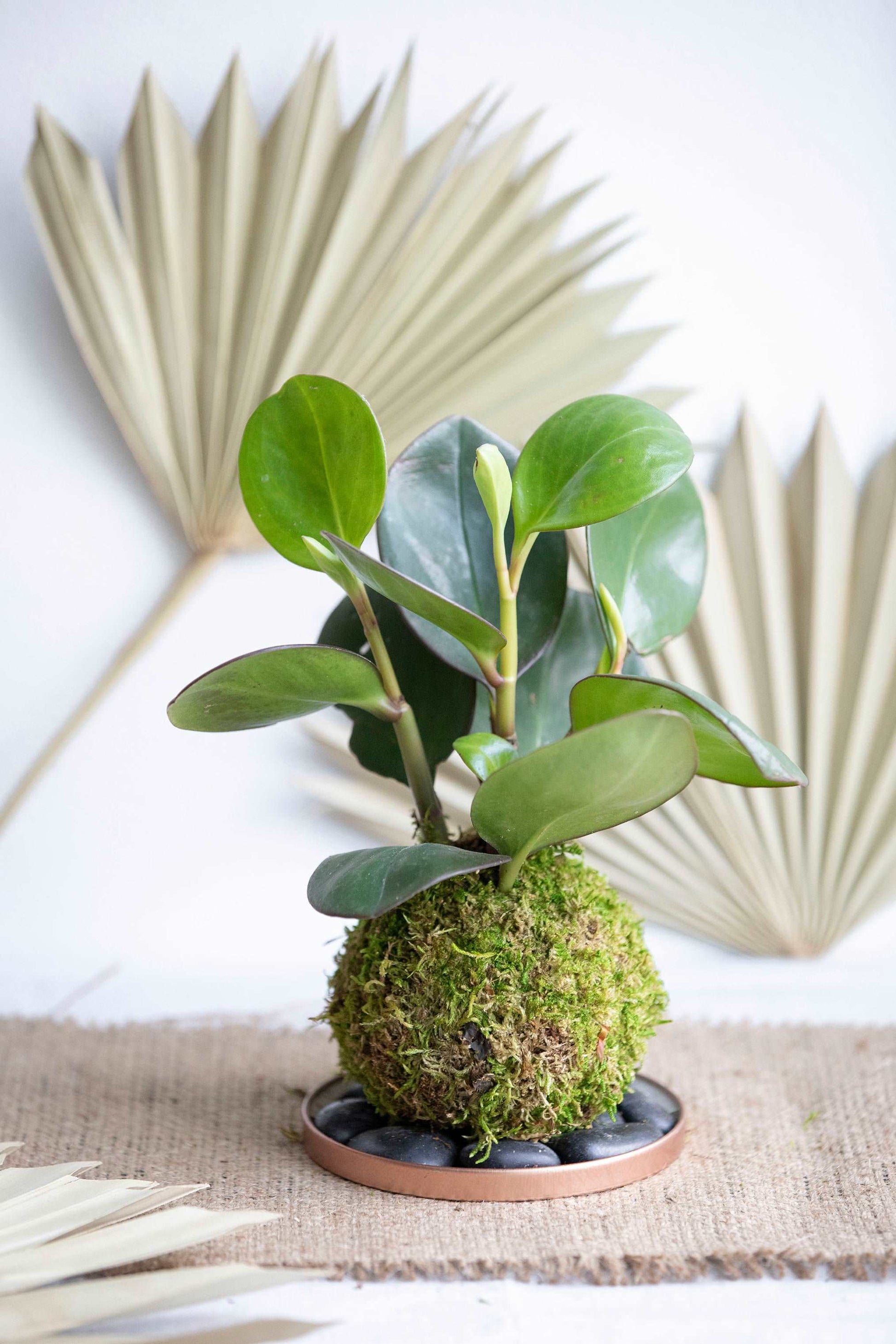 Peperomia Obtusifolia Kokedama