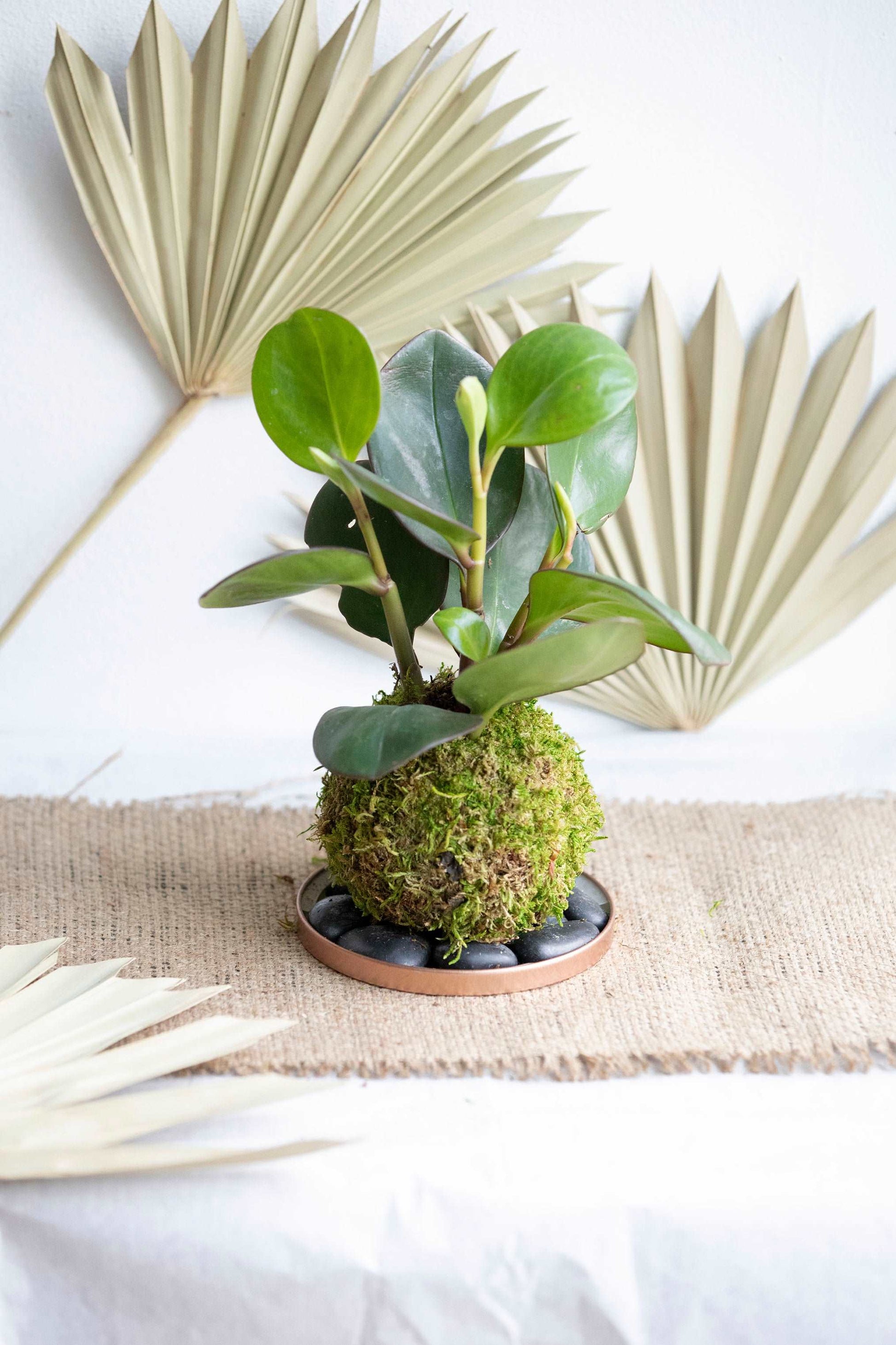 Peperomia Obtusifolia Kokedama – Fearn Plant Co