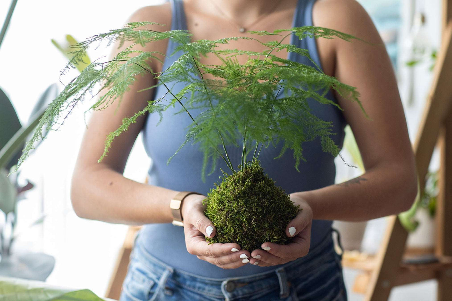 Asparagus Fern Plumosa Kokedama