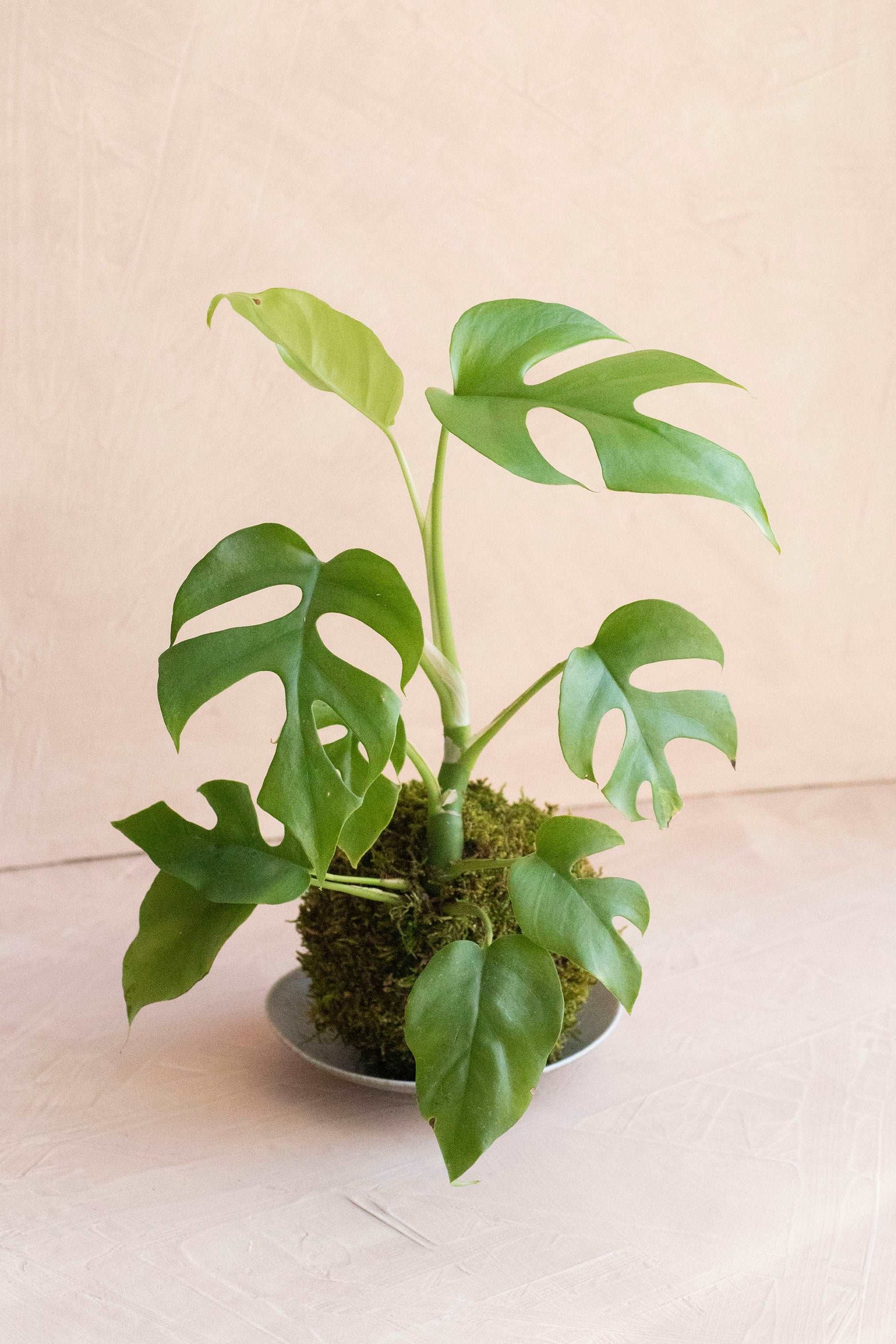 Rhaphidora Tetrasperma “Mini Monstera” Kokedama