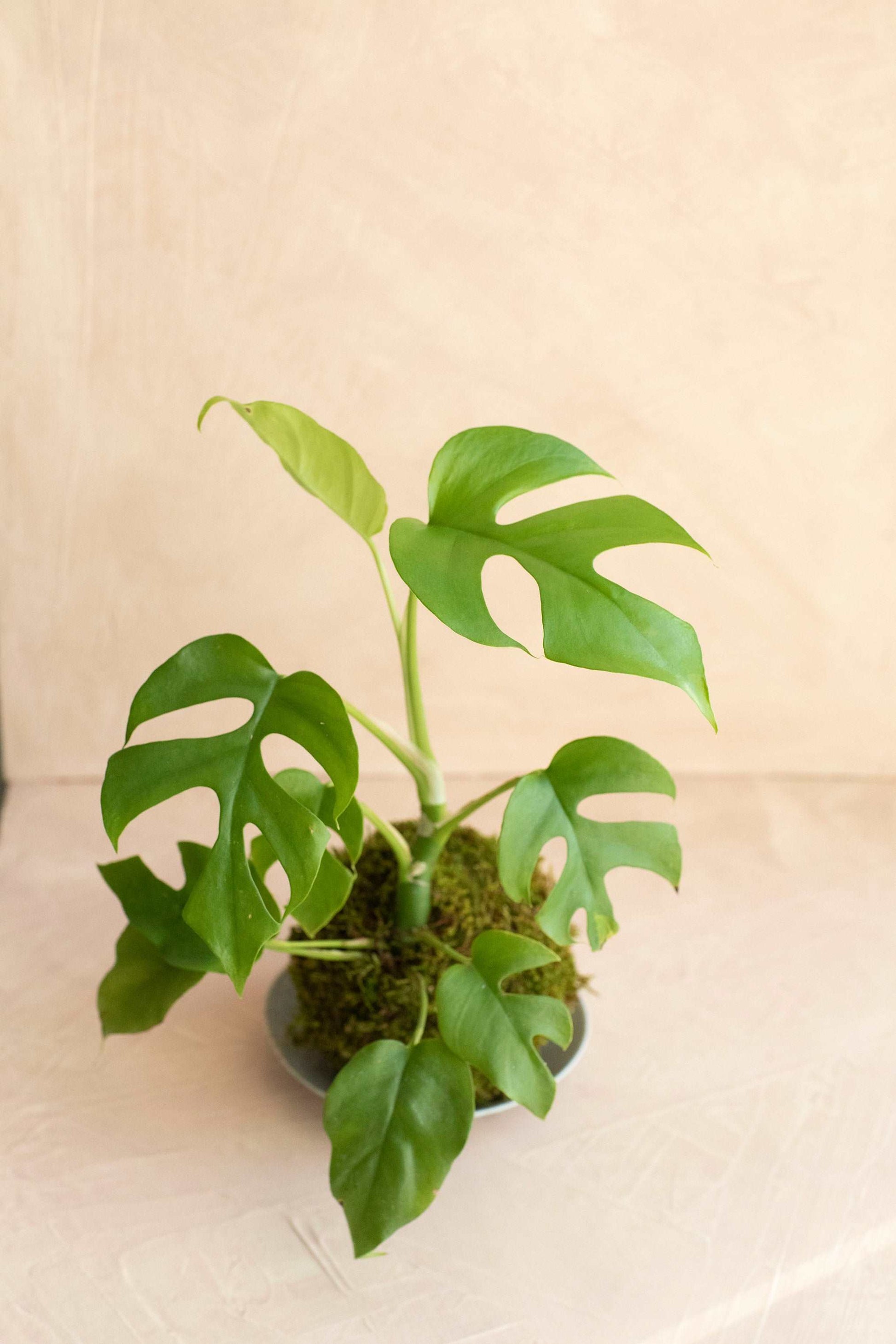 Rhaphidora Tetrasperma “Mini Monstera” Kokedama