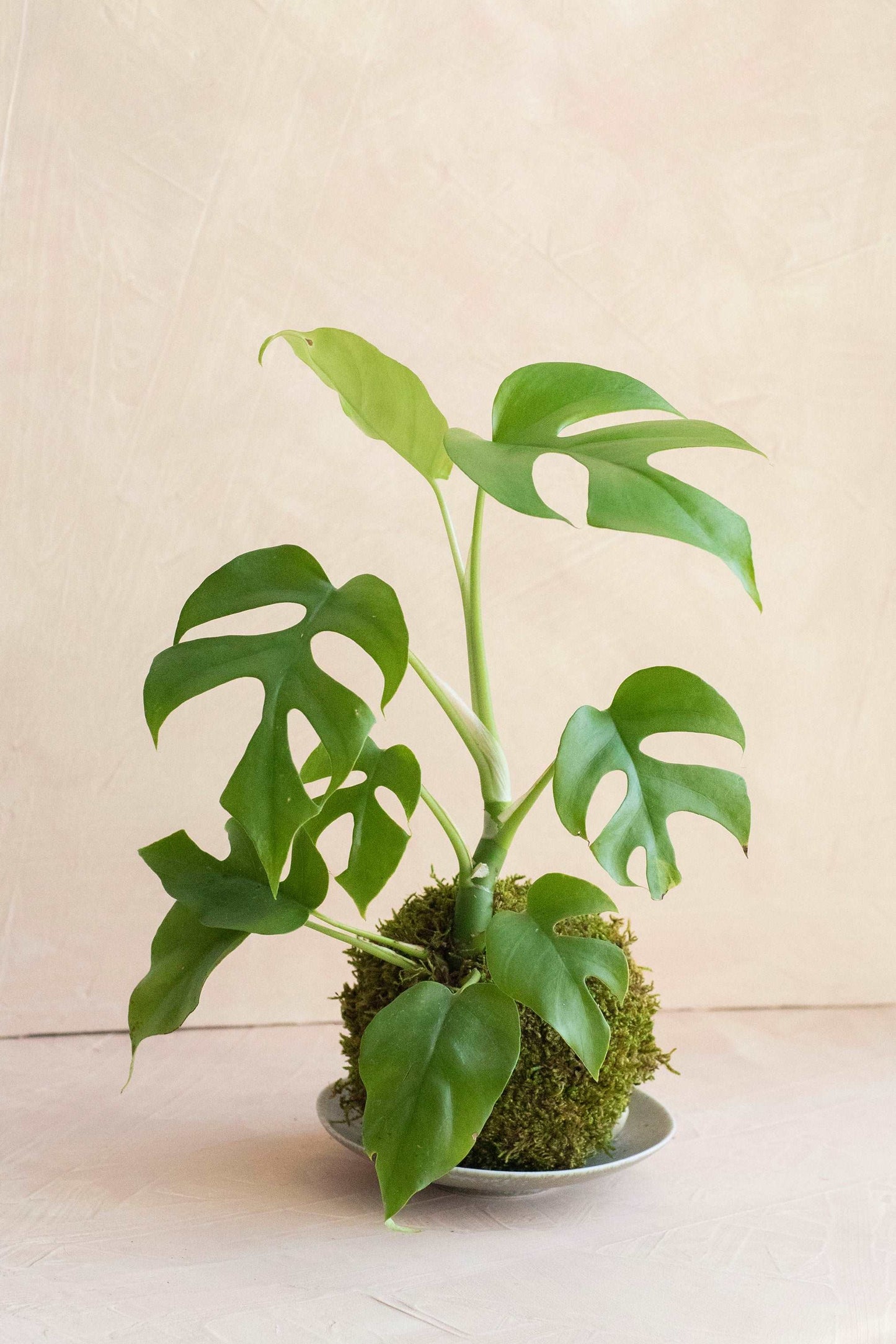 Rhaphidora Tetrasperma “Mini Monstera” Kokedama