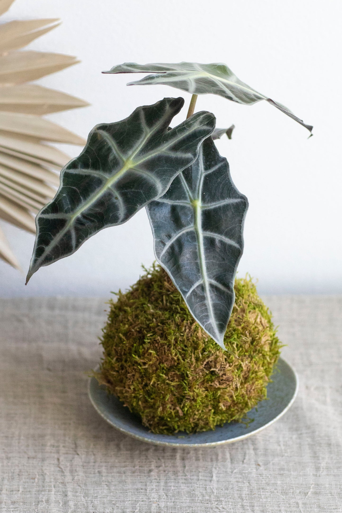 Alocasia "Elephant Ear" Kokedama