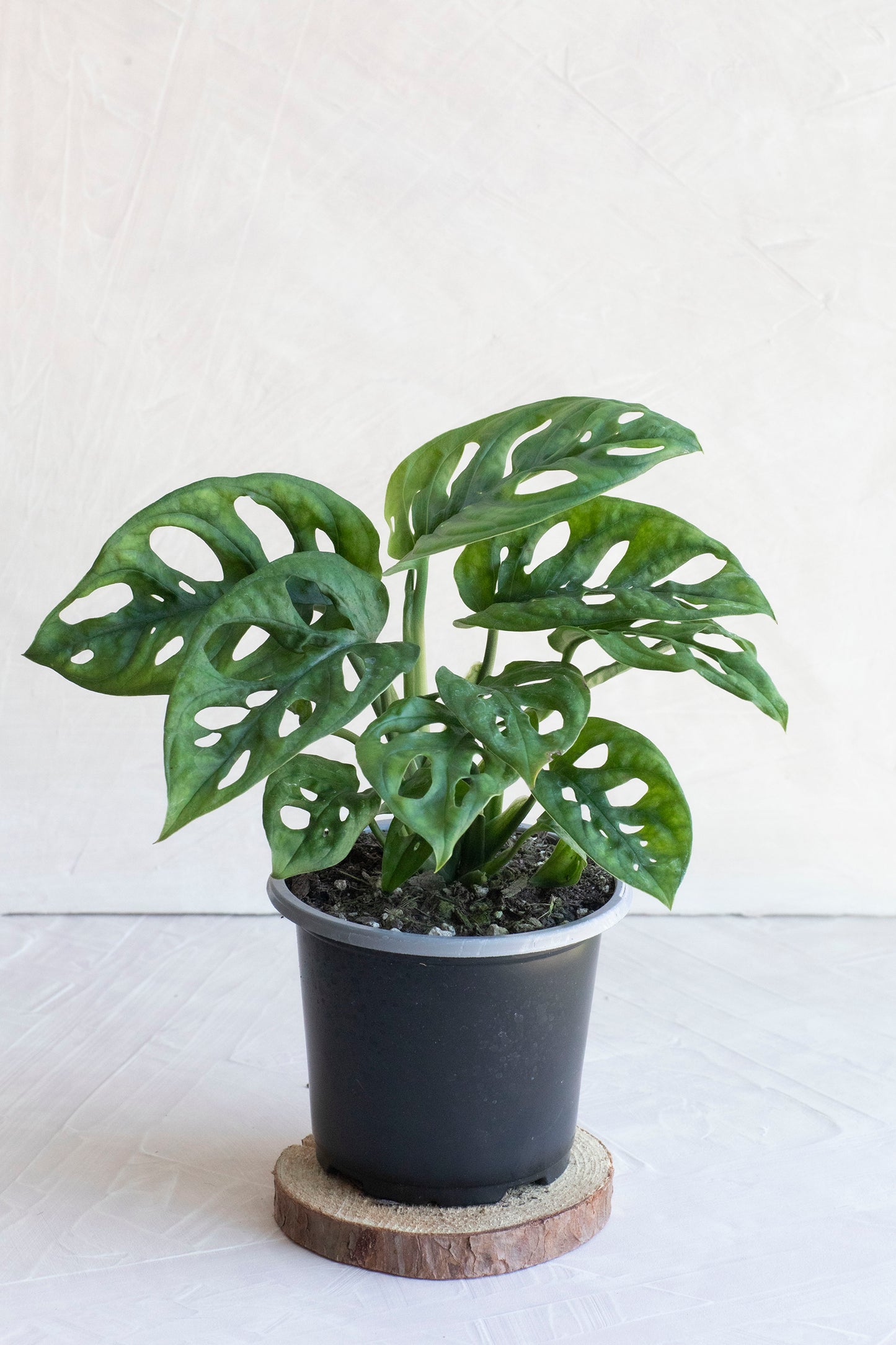 Monstera “Swiss” Adansonii - 4"