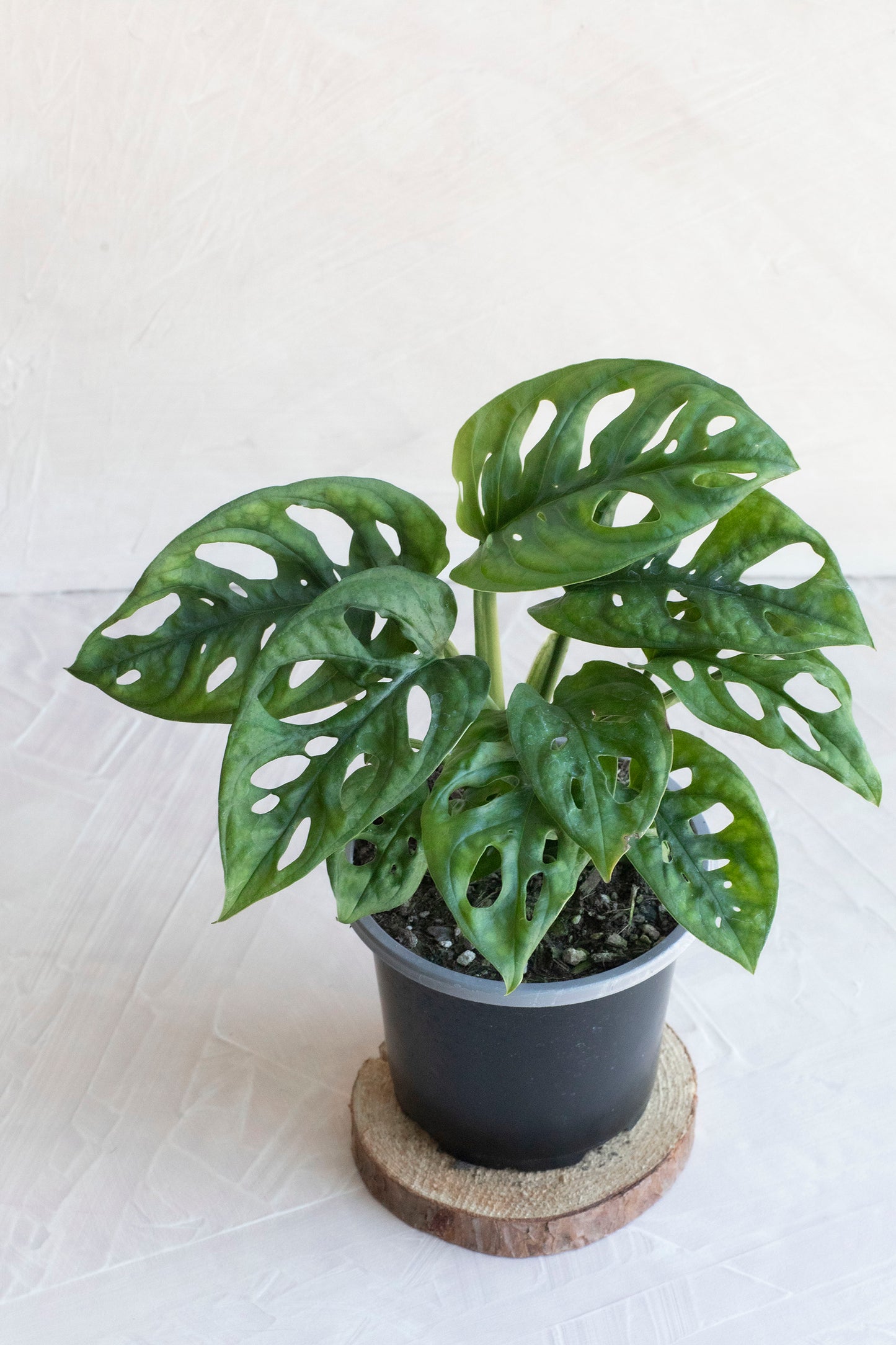 Monstera “Swiss” Adansonii - 4"