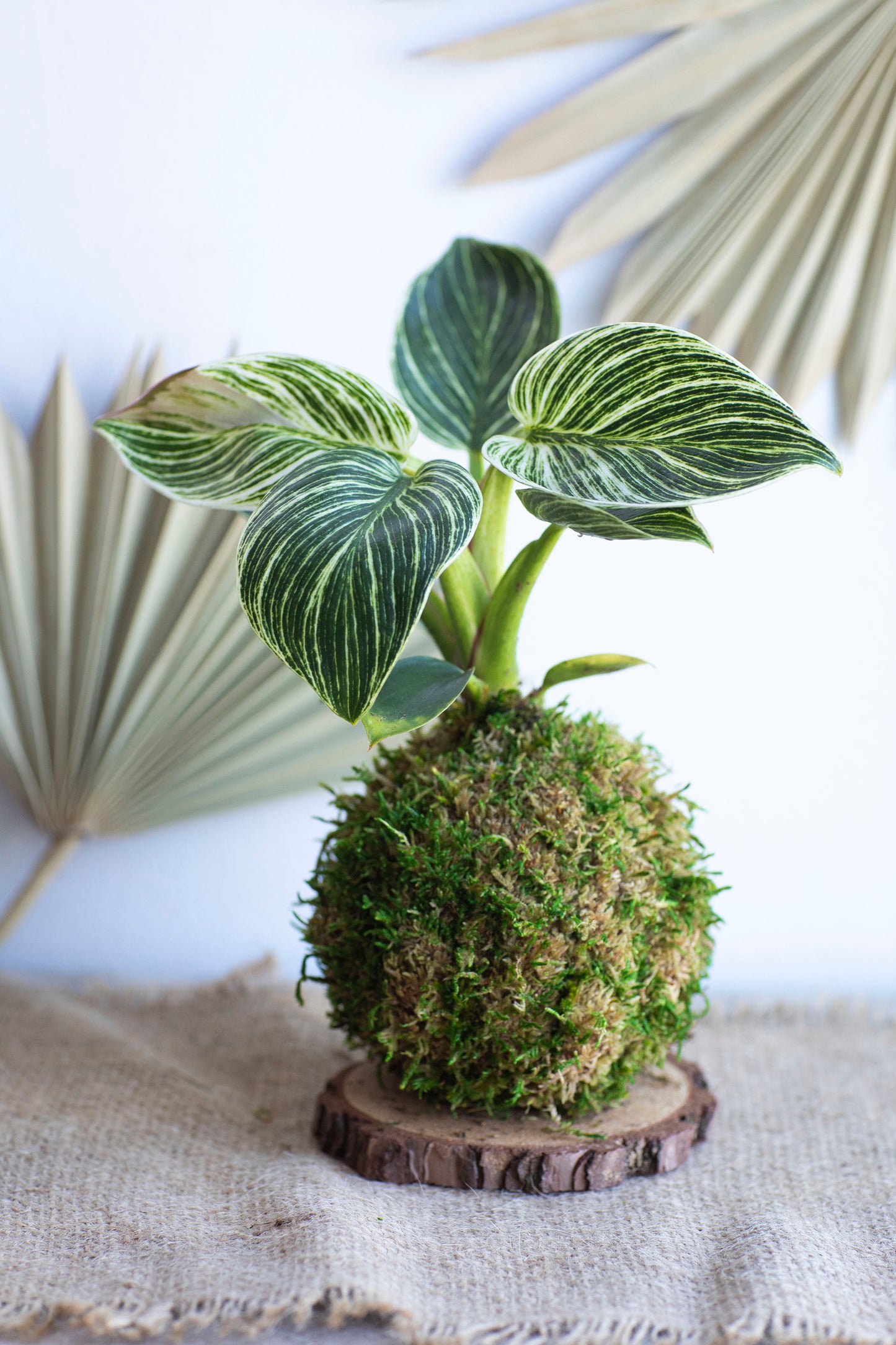 Philodendron Birkin Kokedama