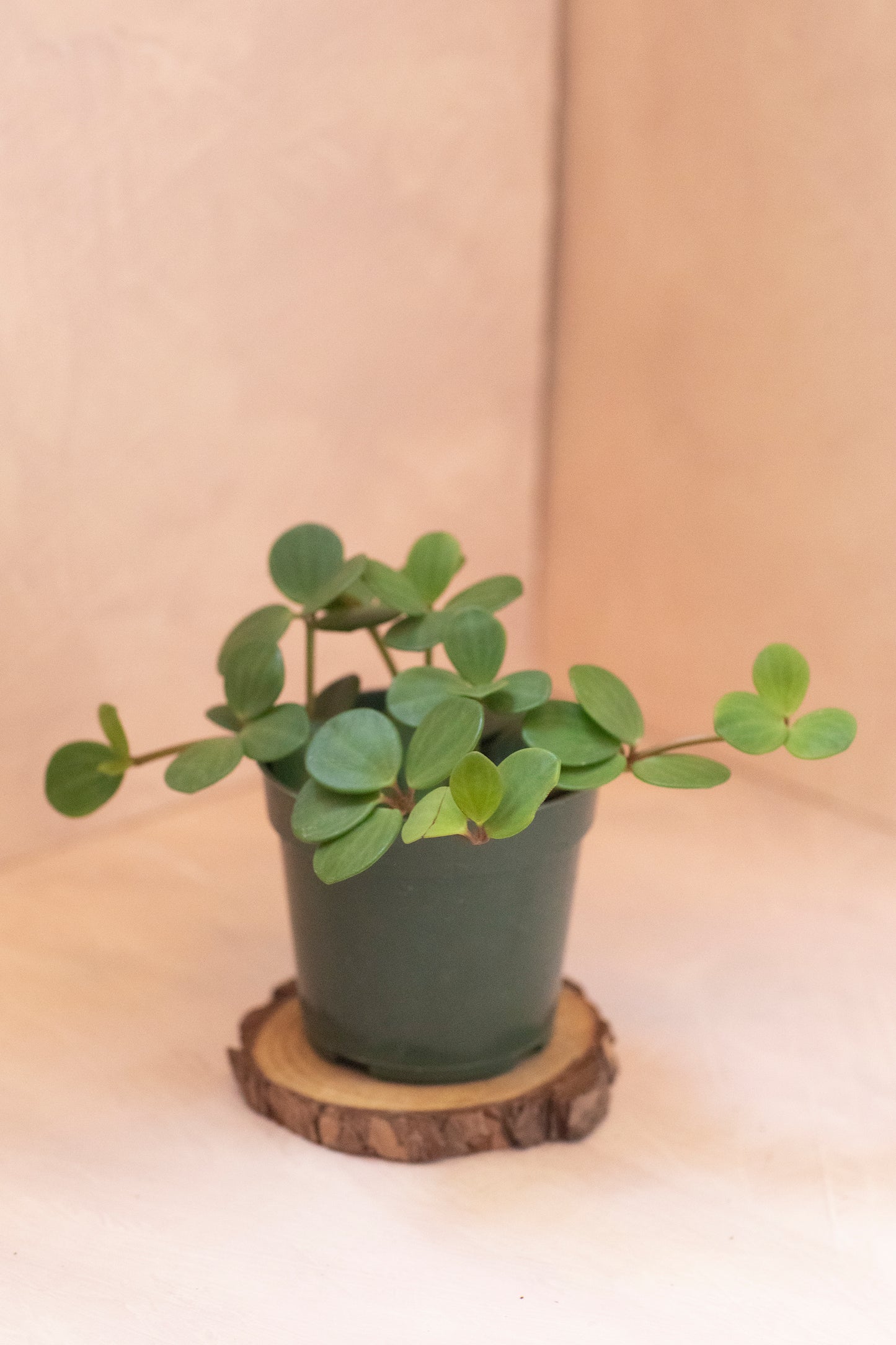 Peperomia Hope - 4"