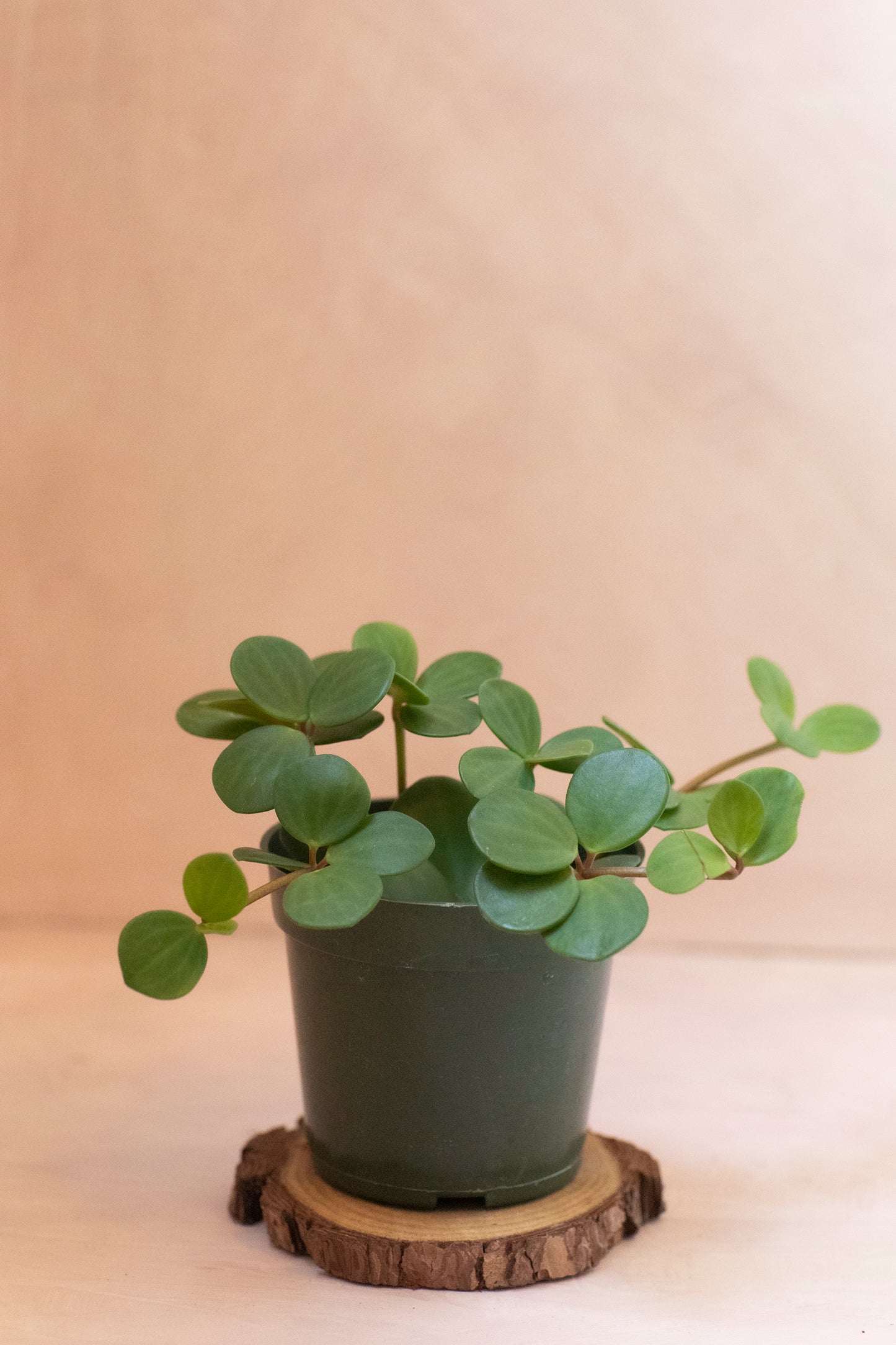 Peperomia Hope - 4"