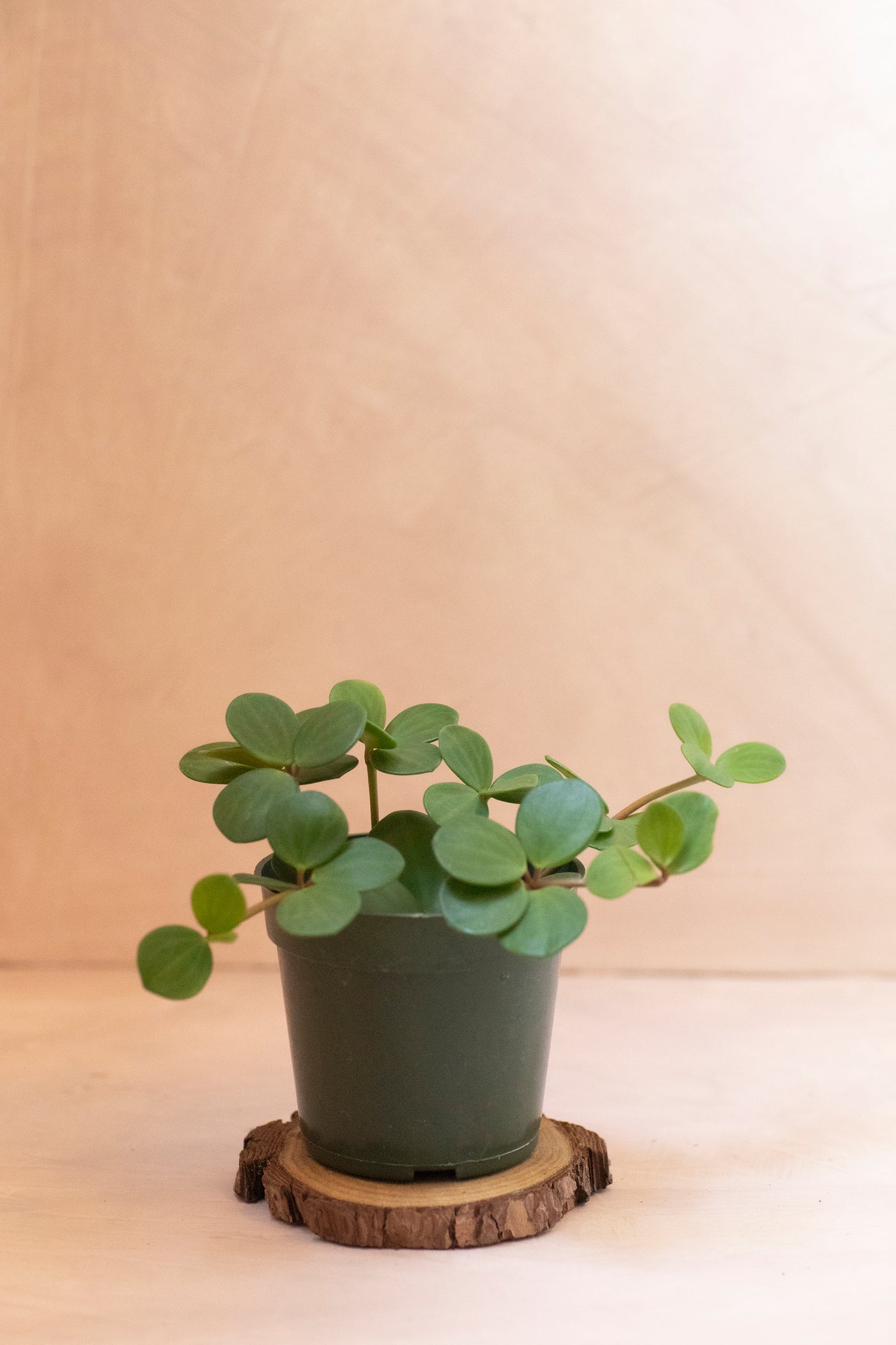 Peperomia Hope - 4"