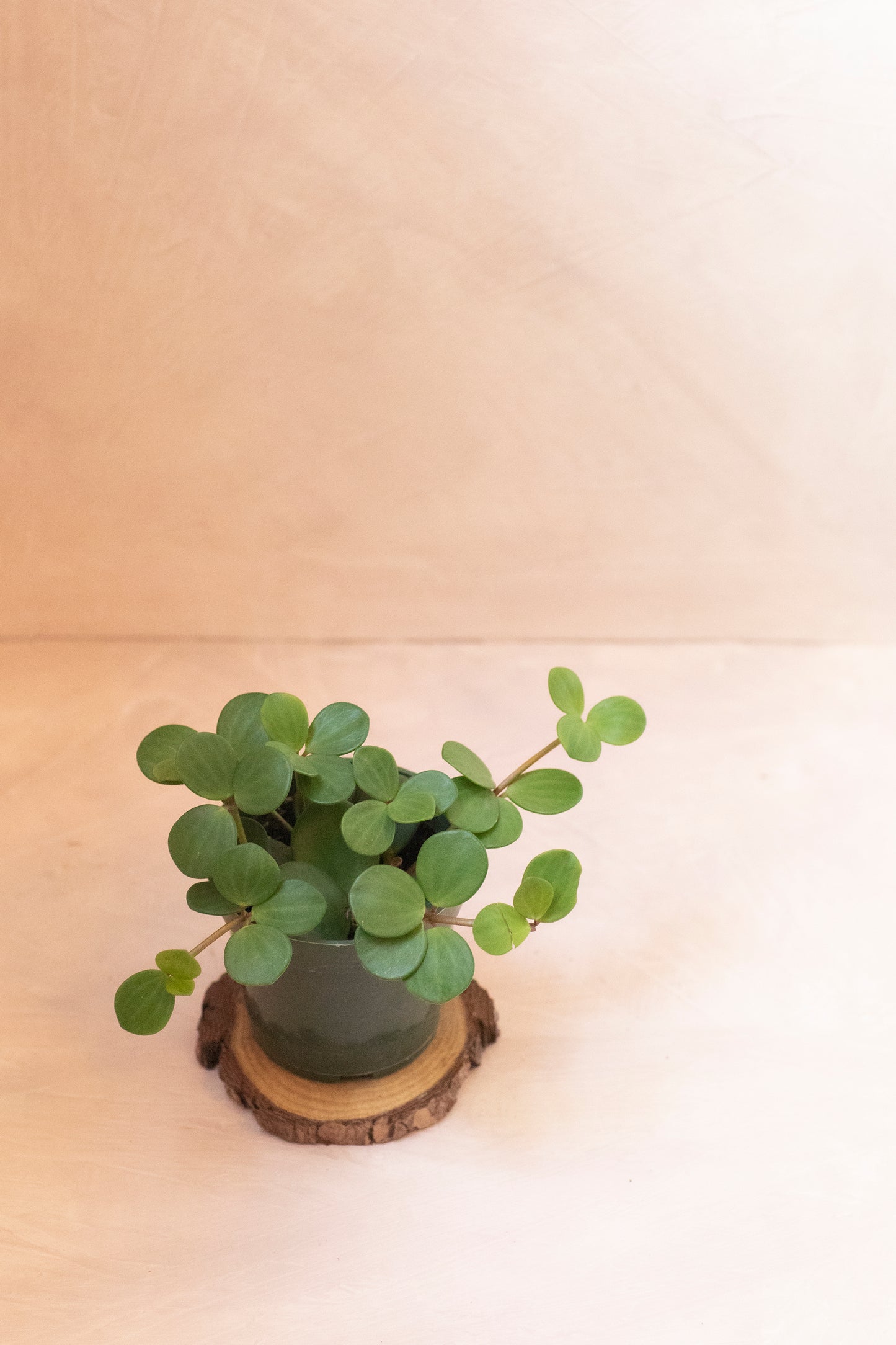 Peperomia Hope - 4"