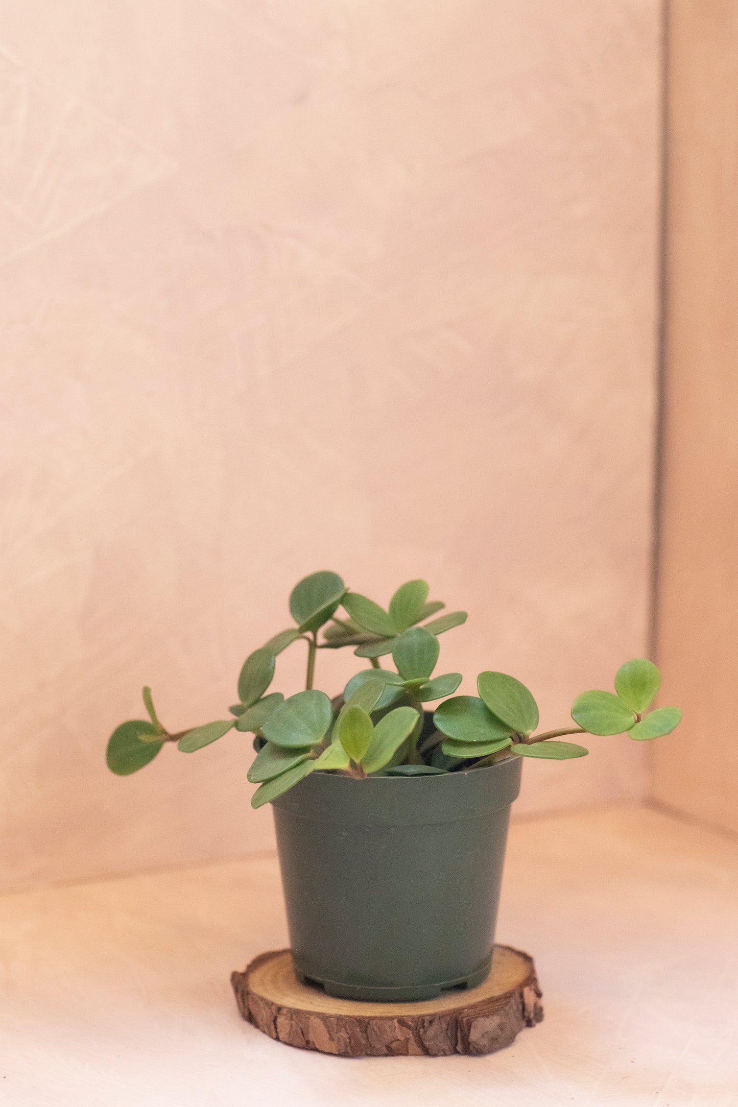 Peperomia Hope - 4"