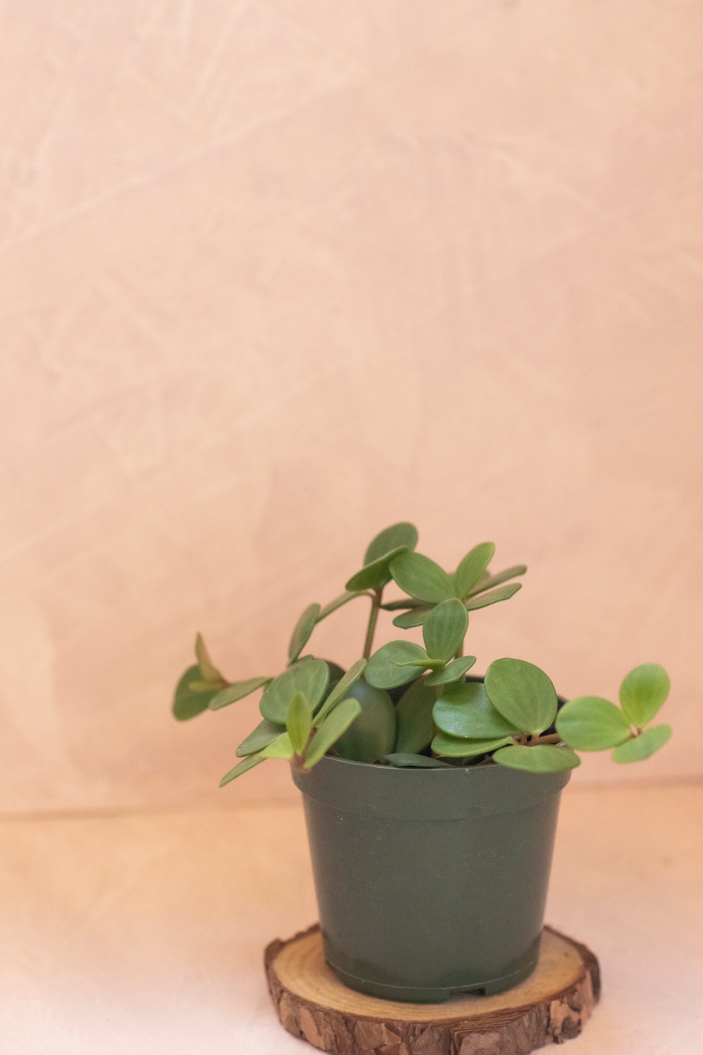 Peperomia Hope - 4"