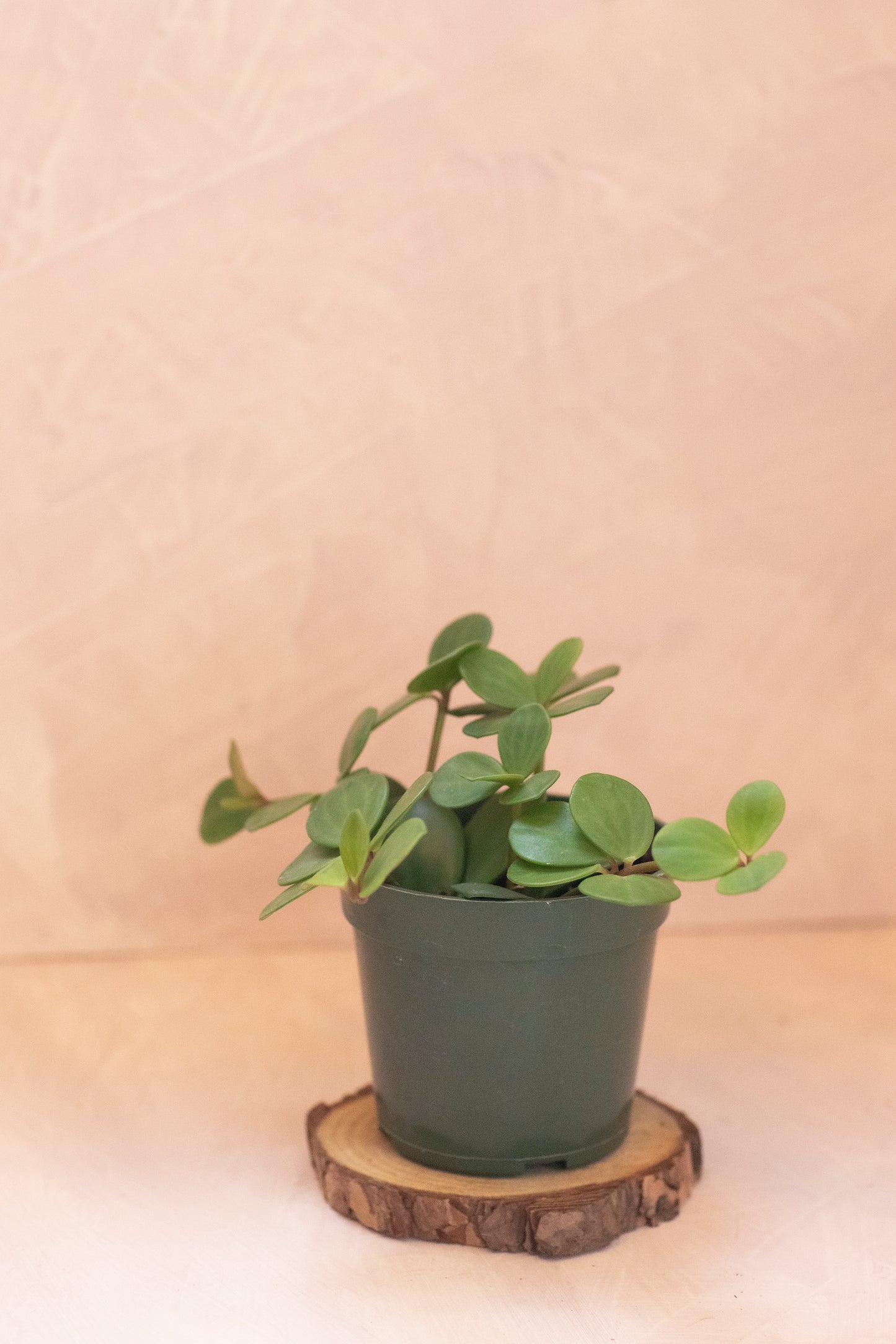 Peperomia Hope - 4"