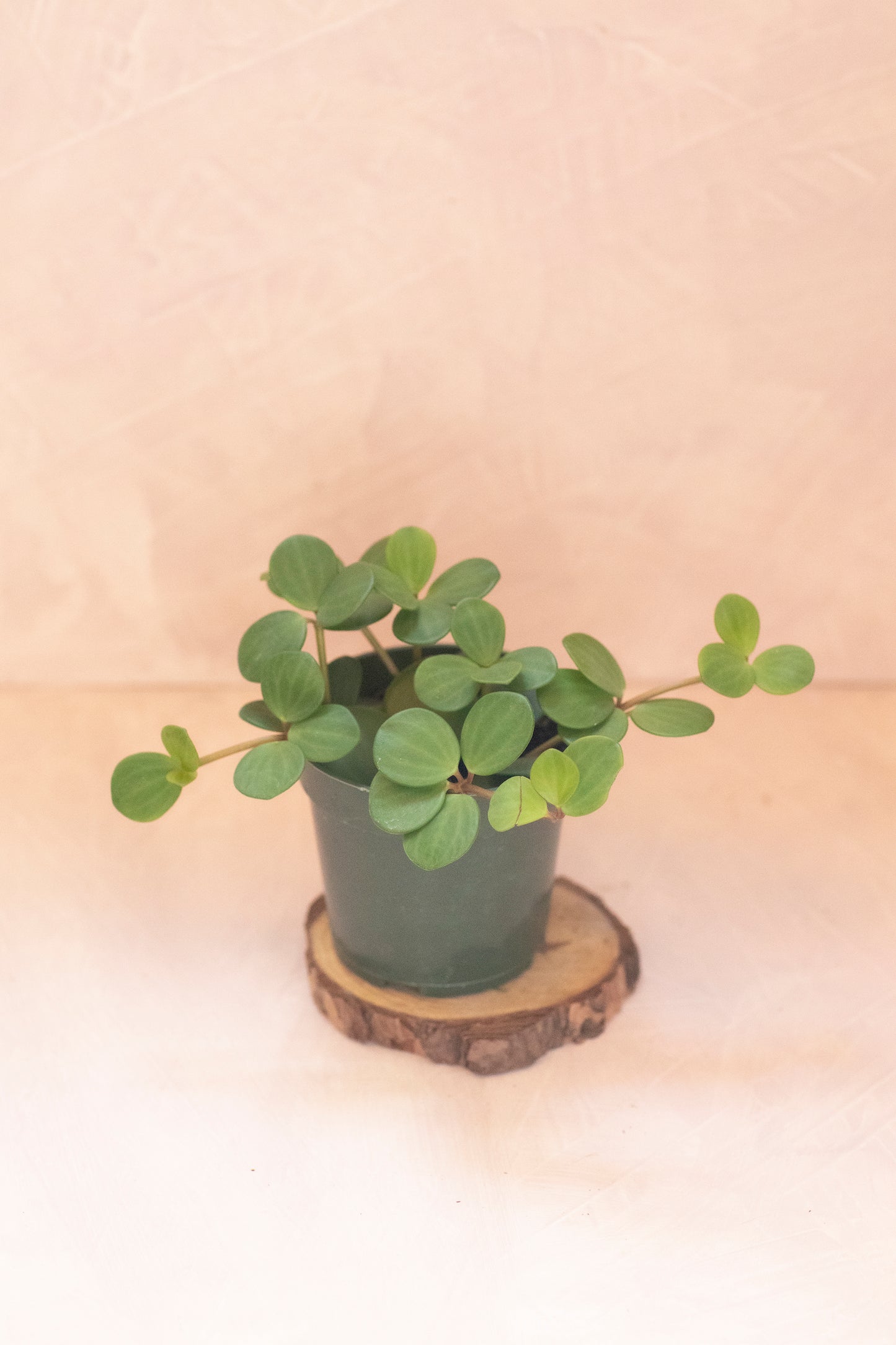 Peperomia Hope - 4"