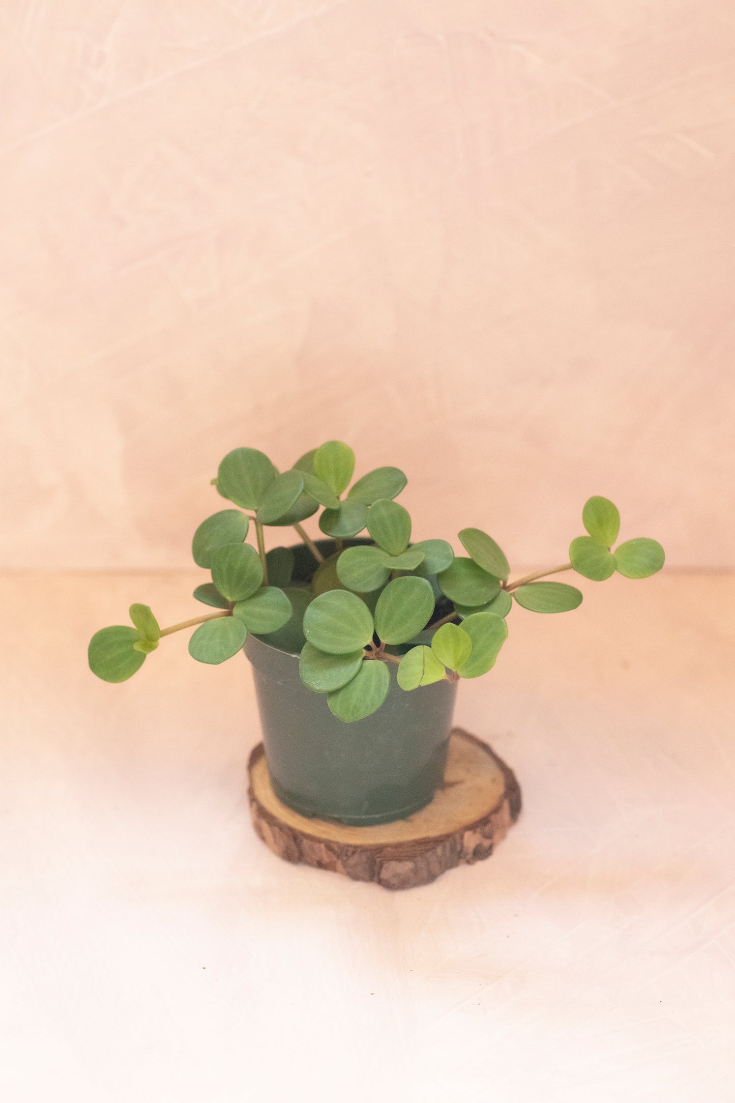 Peperomia Hope - 4"