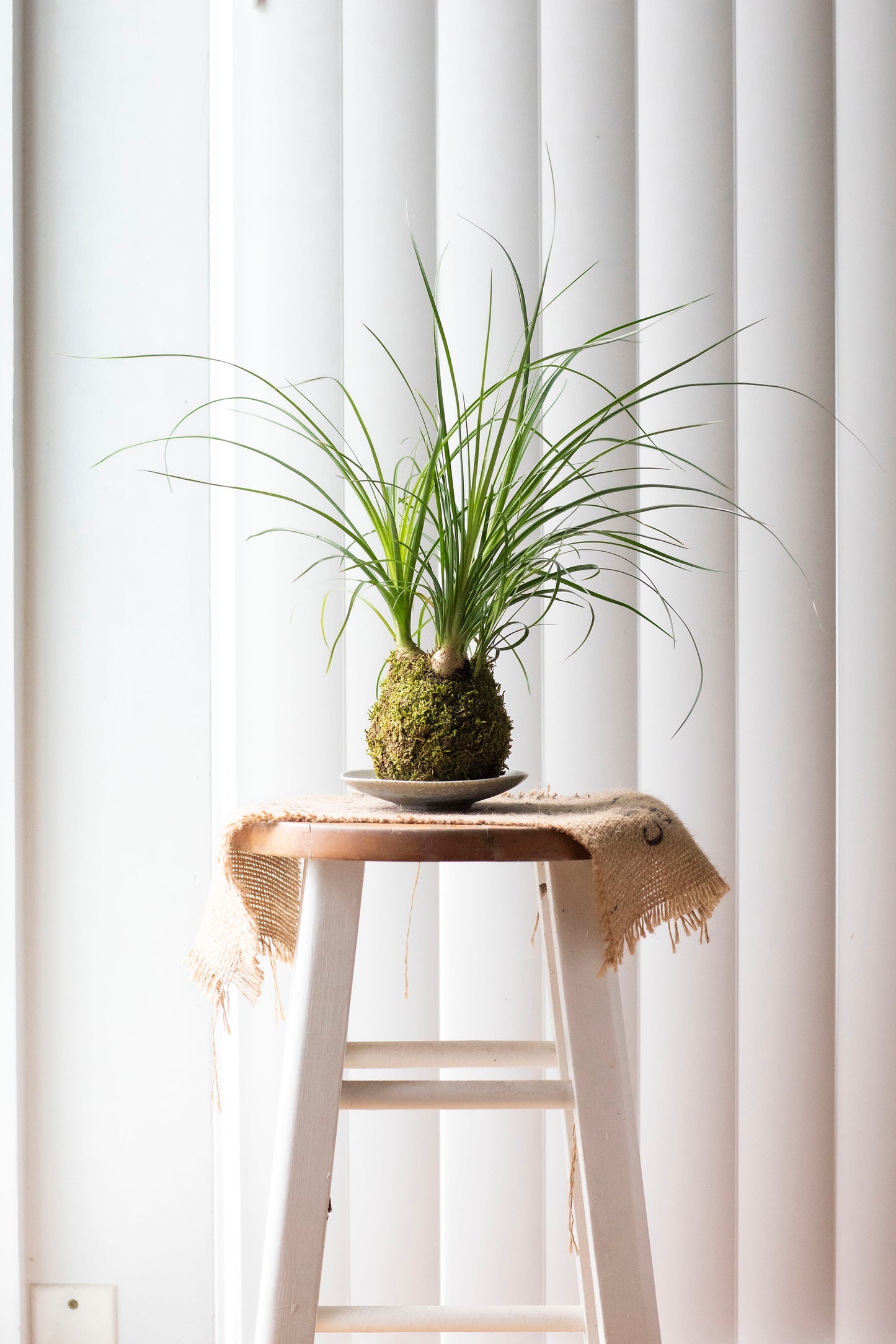 Ponytail Palm Kokedama