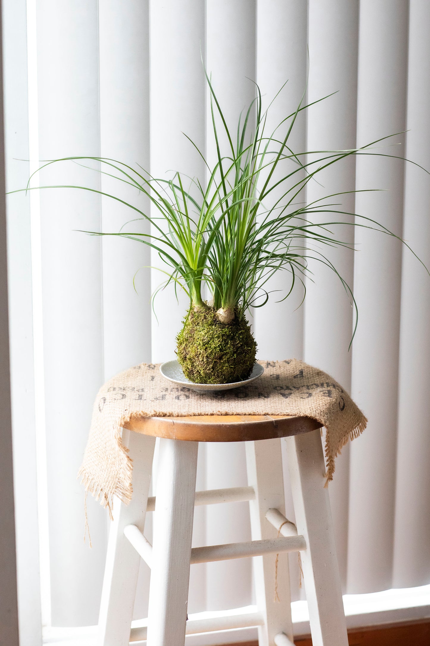 Ponytail Palm Kokedama