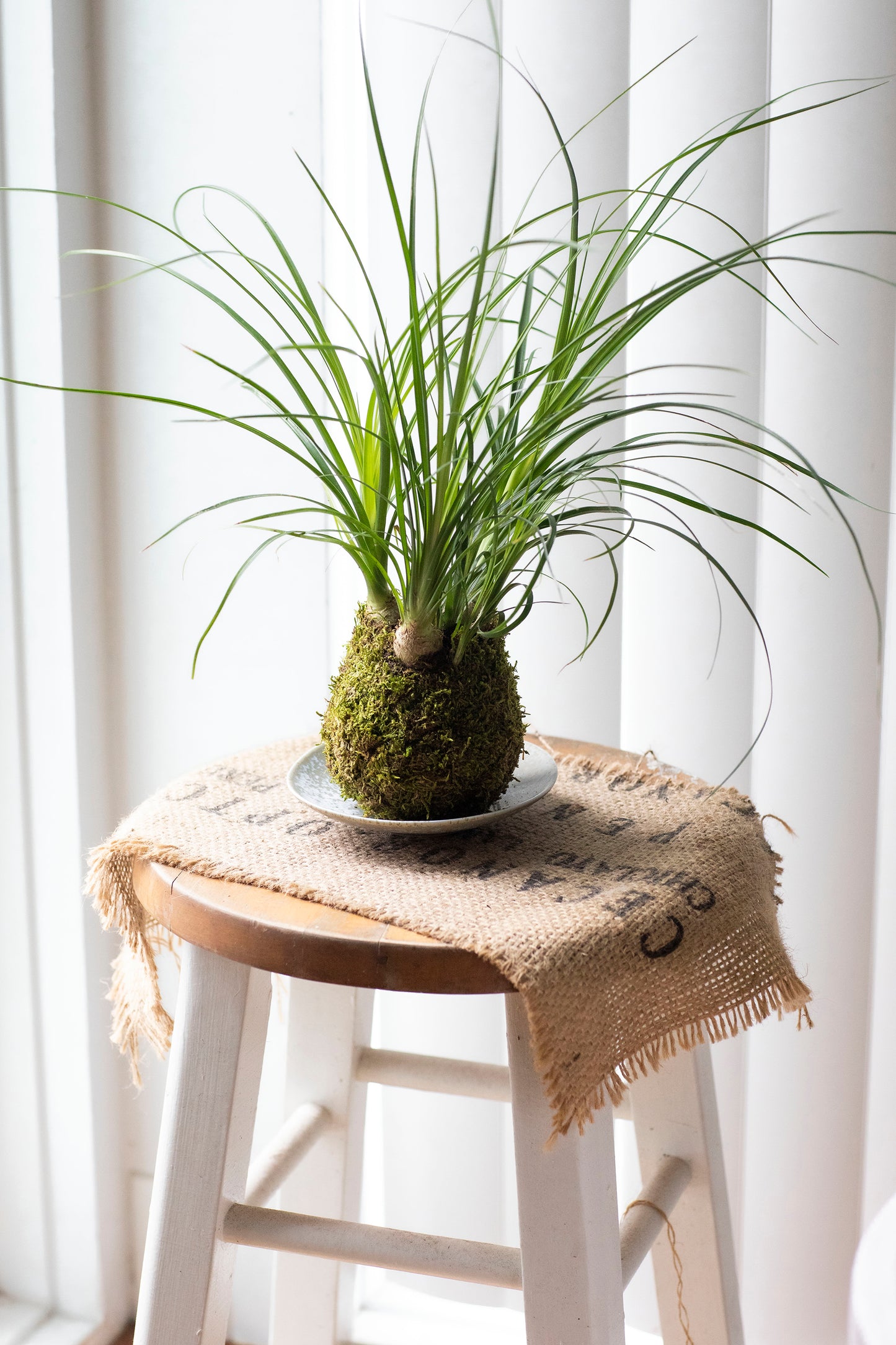 Ponytail Palm Kokedama