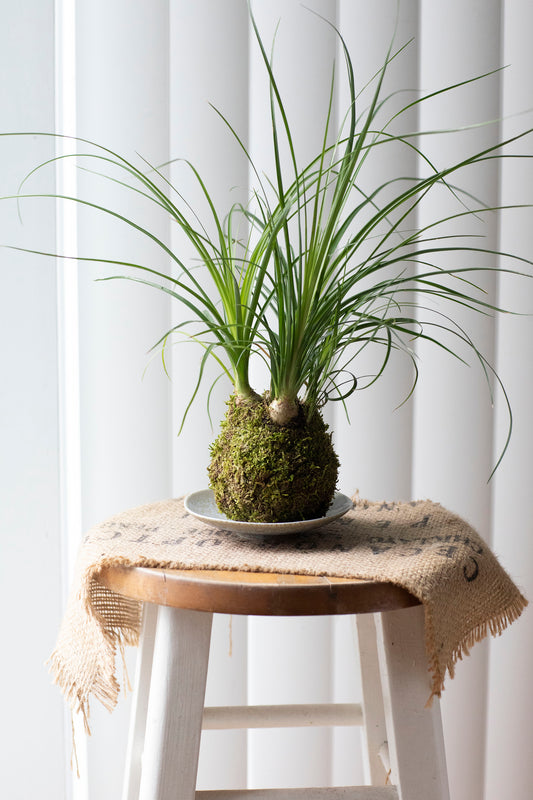 Ponytail Palm Kokedama