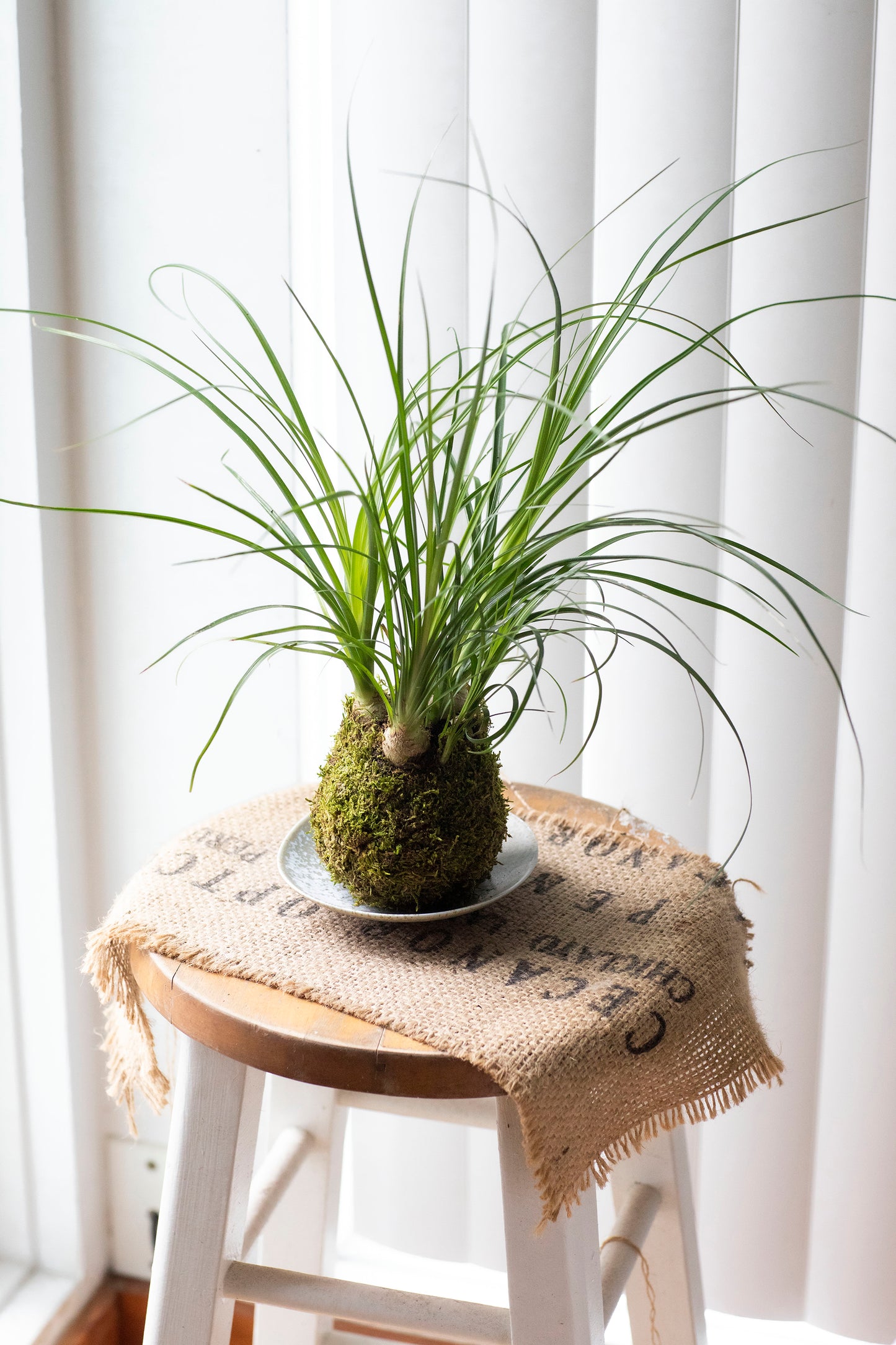 Ponytail Palm Kokedama