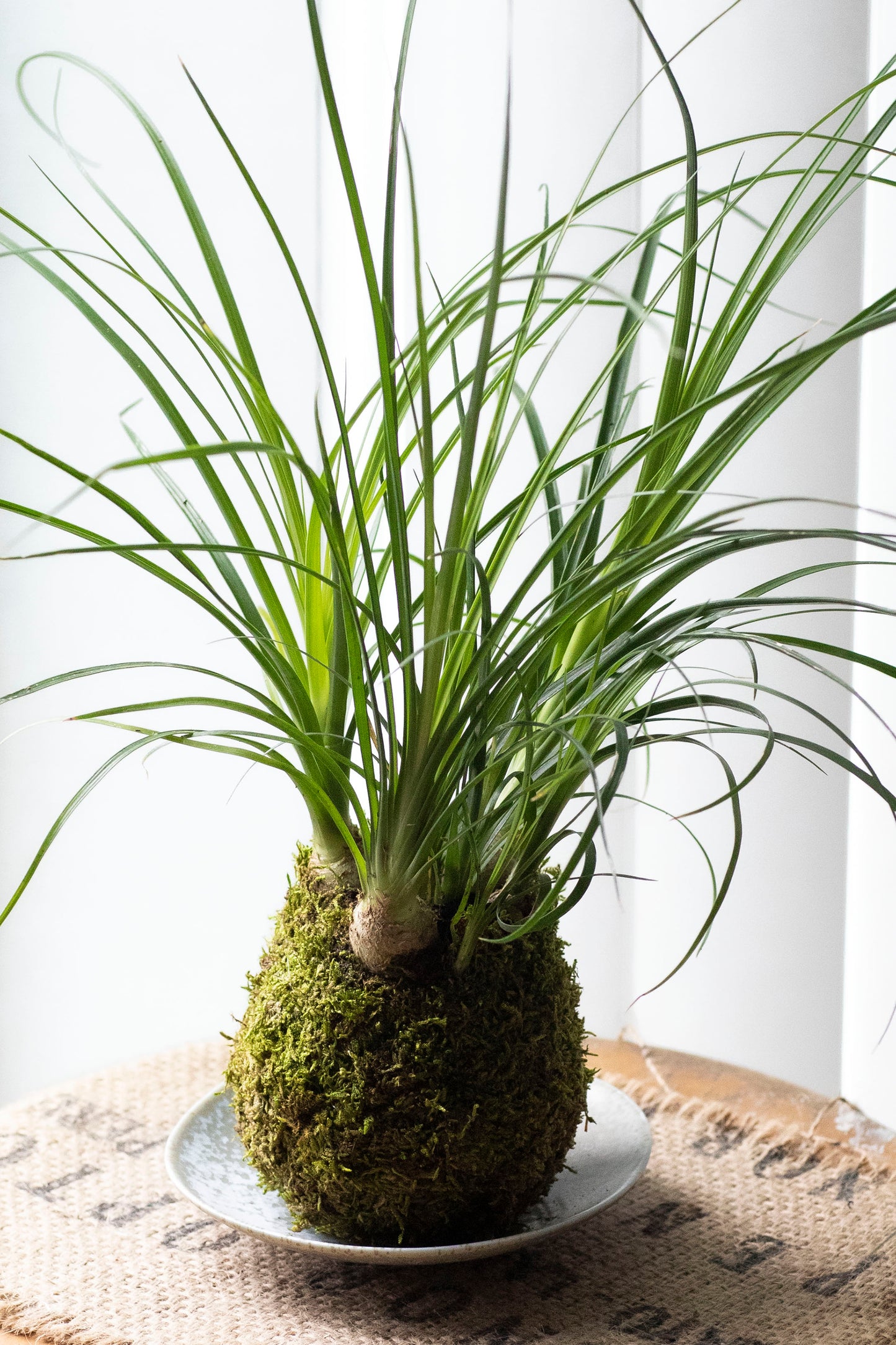 Ponytail Palm Kokedama