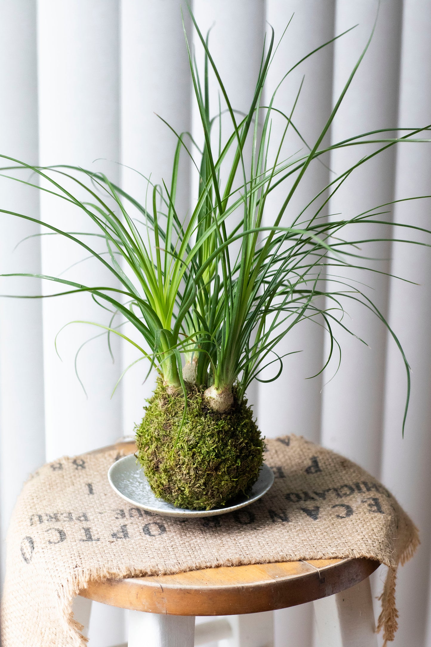 Ponytail Palm Kokedama