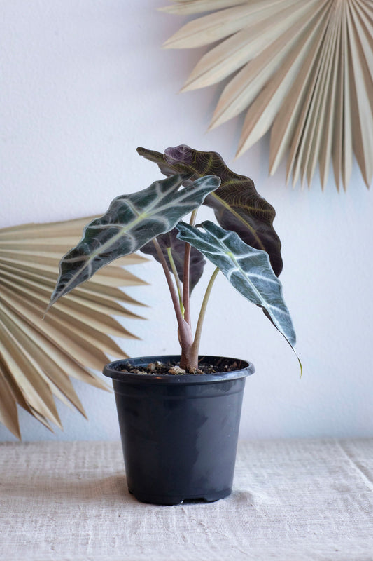 Alocasia Amazonica "Elephant Ear" Plant